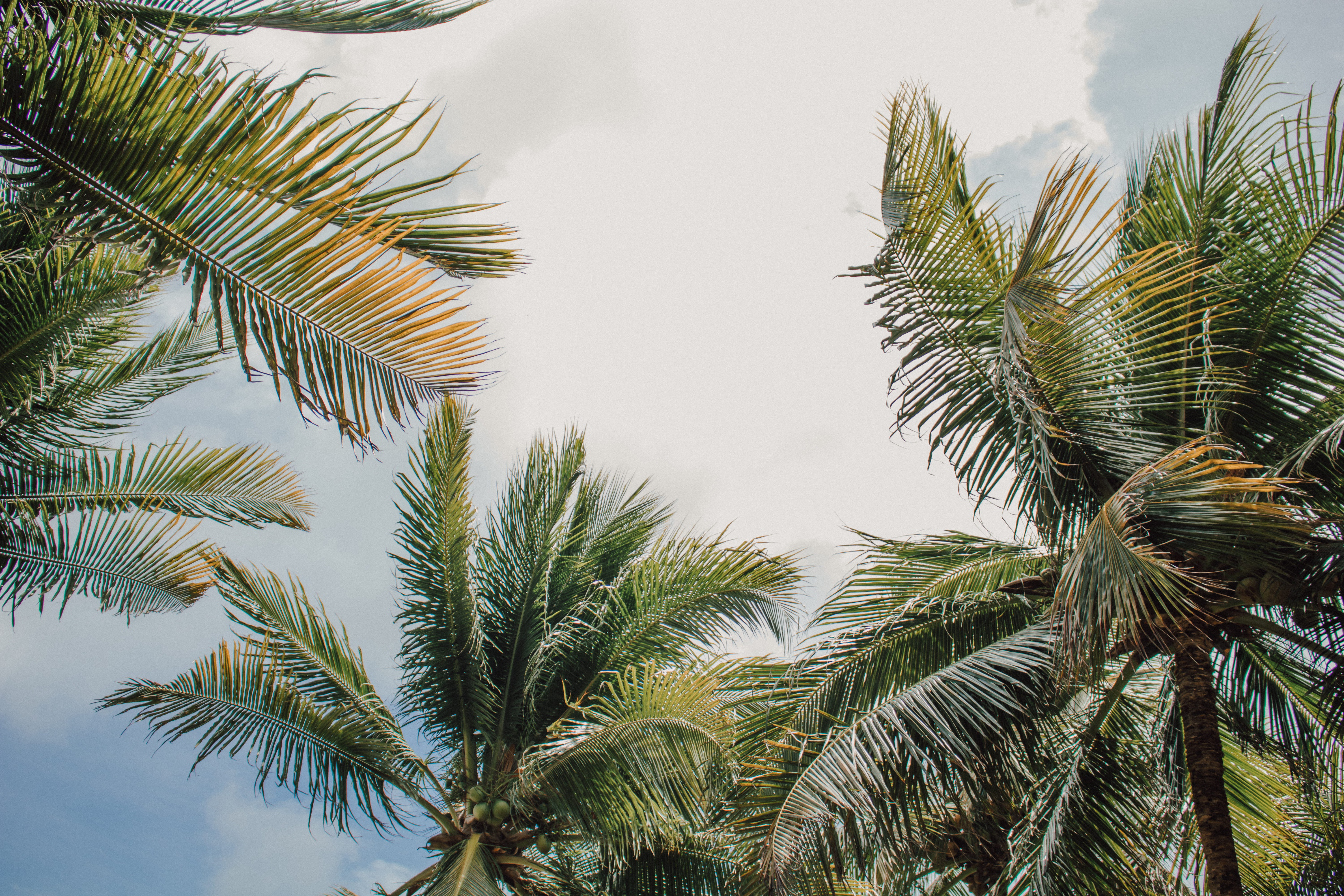 tropical tree, no people, low angle view, tranquility, palm tree, cloud - sky, green color, palm leaf, 5K, são josé da coroa grande, blue, tropical climate, HD Wallpaper