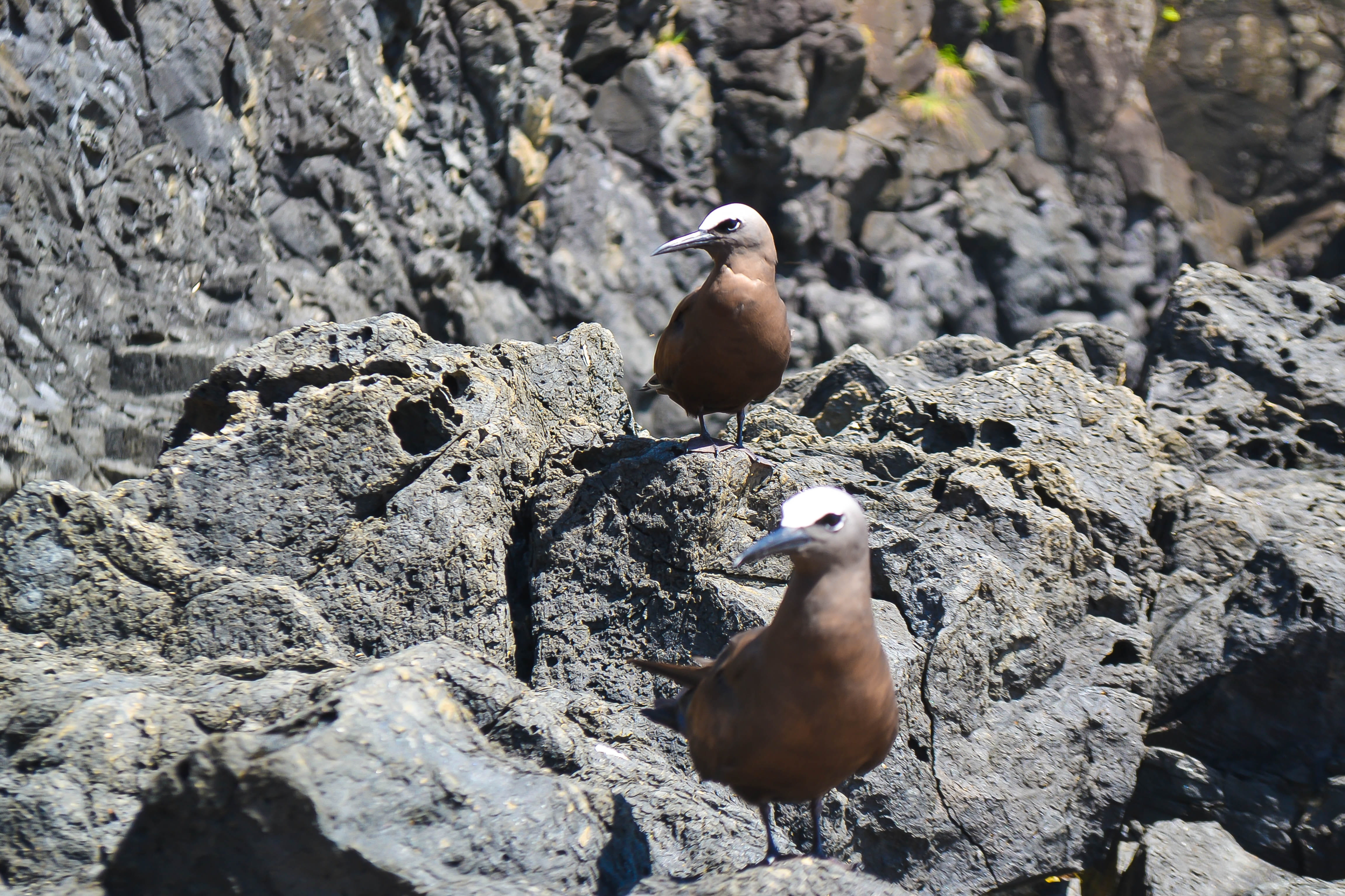rock, brazil, close-up, perching, birds, sun, high angle view, pernambuco, bird head, litoral, bird, beach, heaven, animals in the wild, vertebrate, animal, HD Wallpaper