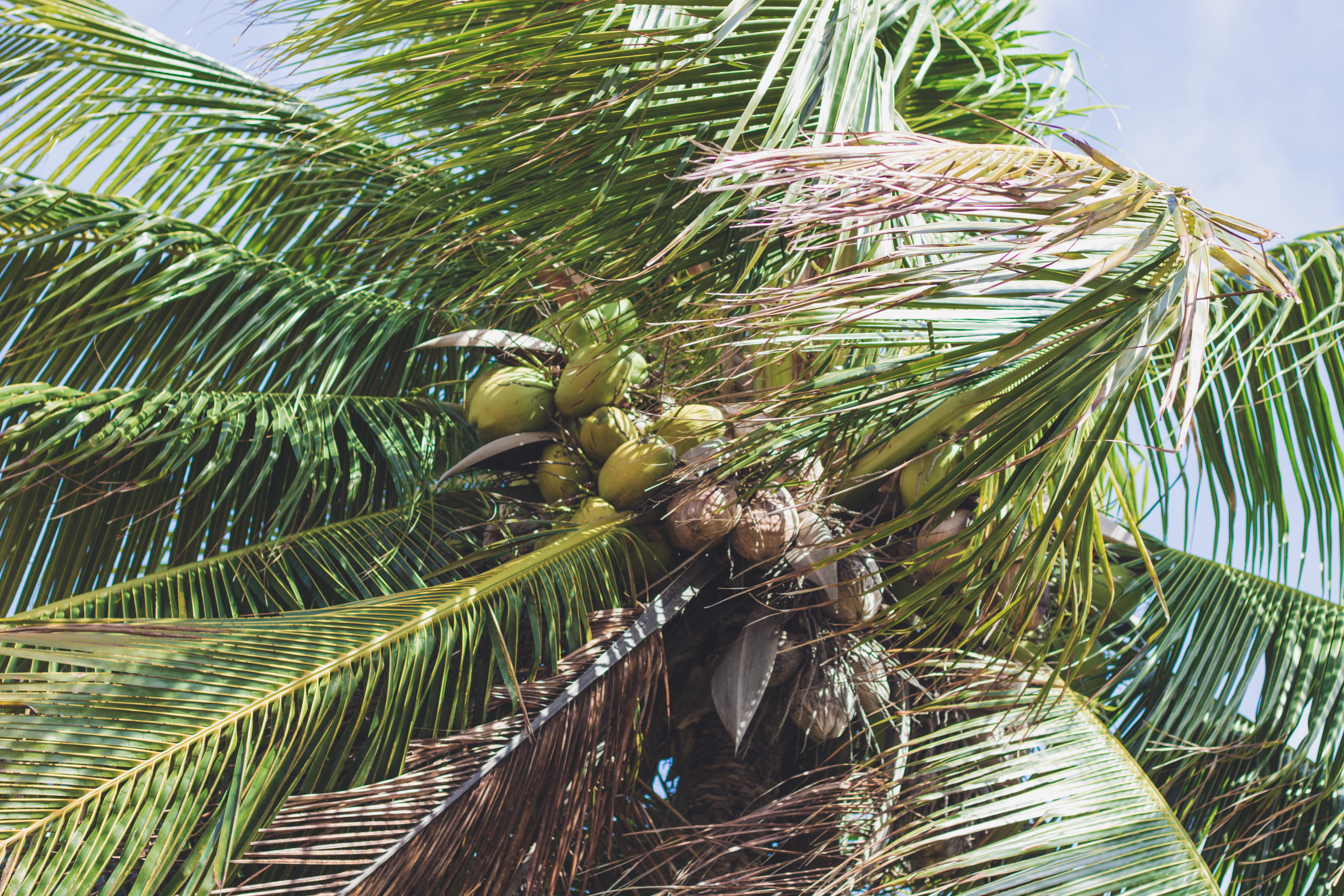 day, growth, brasil, sky, no people, leaf, tree, outdoors, nature, plant, palm leaf, beauty in nature, coconut tree, green, water, palm tree, coco, 5K, HD Wallpaper