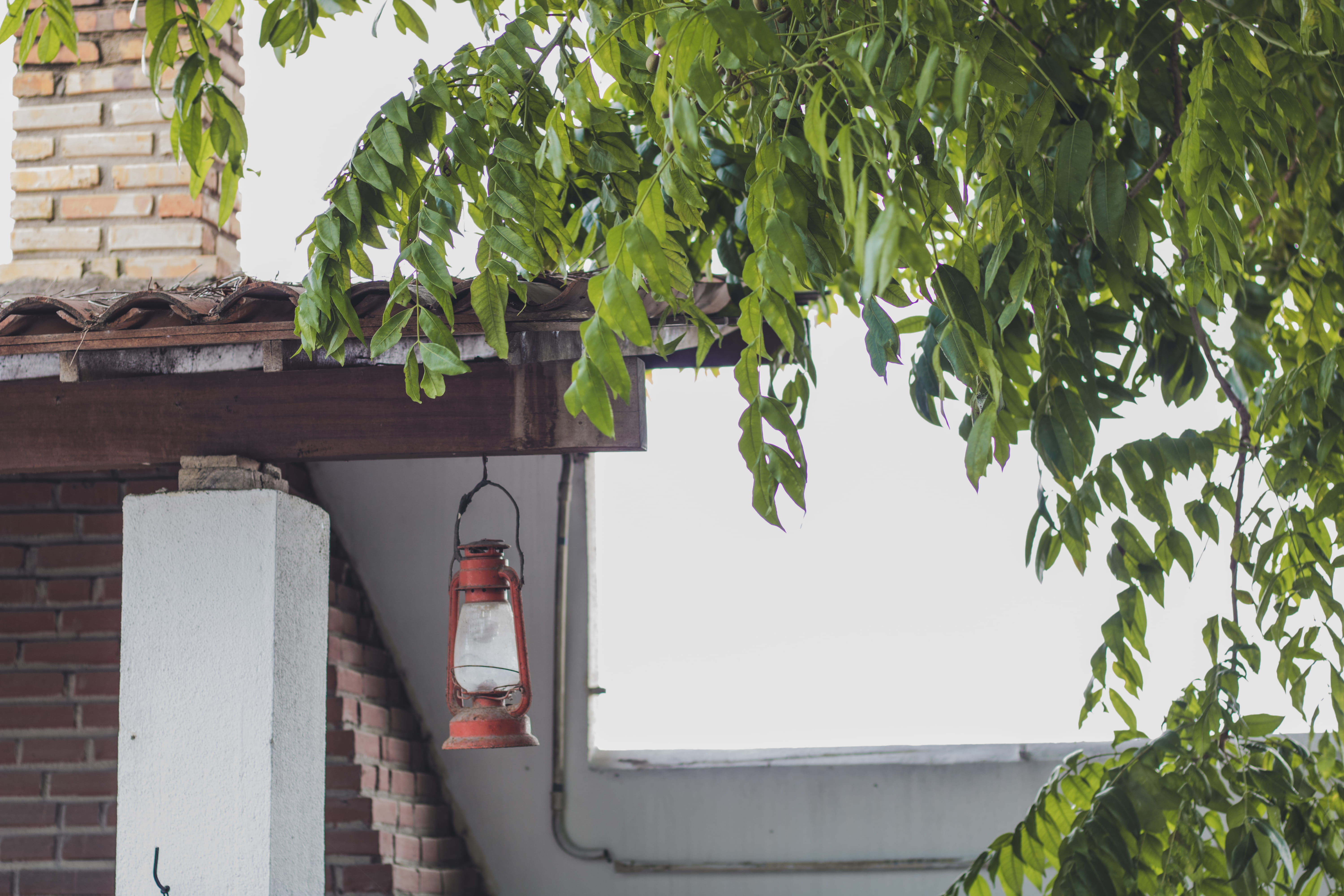 farm, day, tree, low angle view, growth, pernambuco, nature, luminária, leaf, light fixture, plant part, no people, lamp, wall, rustic, outdoors, plant, HD Wallpaper