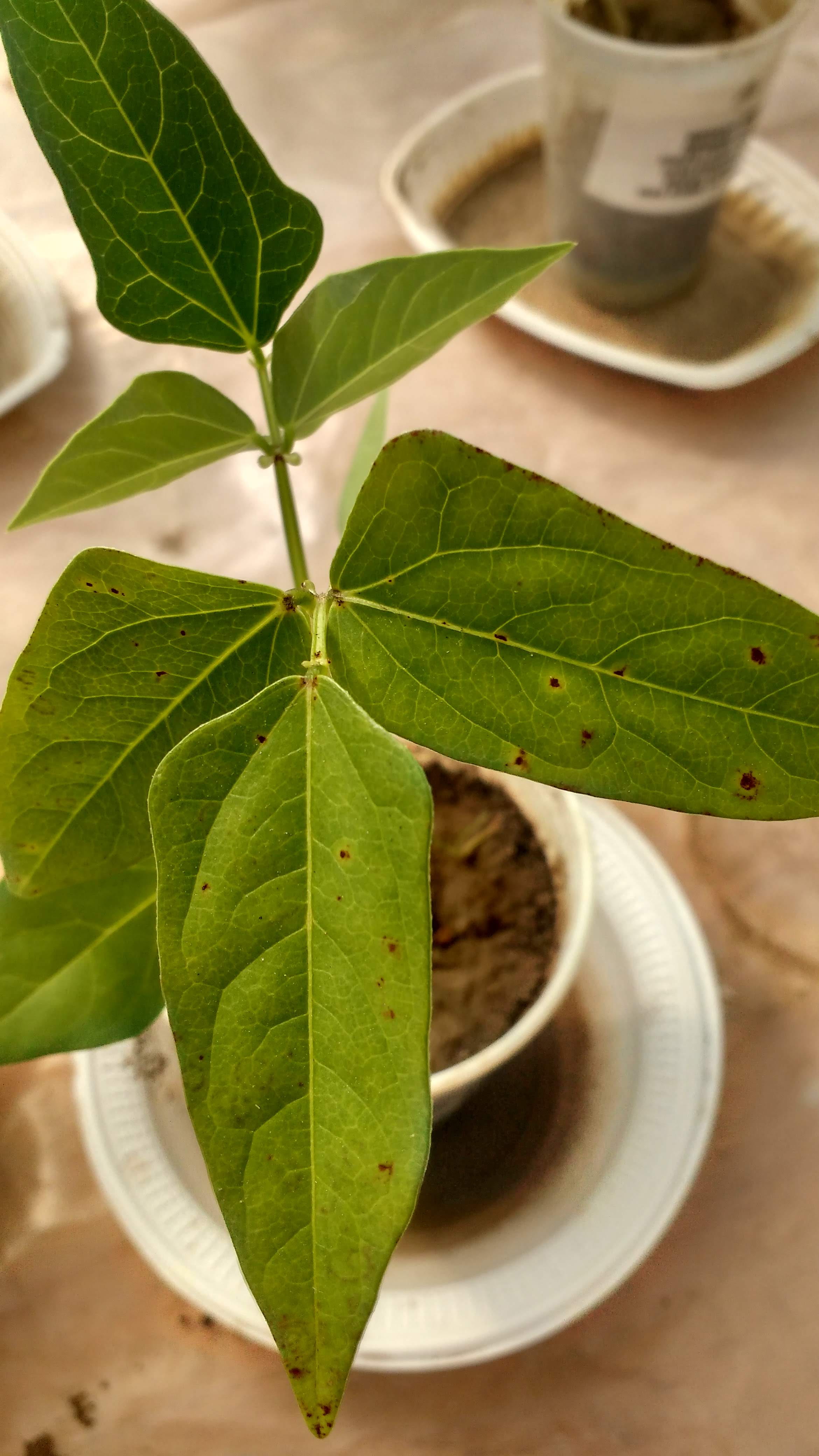bean, indoors, growth, plant part, 4K, food and drink, refreshment, food, leaf, leaves, freshness, feijão, drink, rural federal university of pernambuco, Phone HD Wallpaper