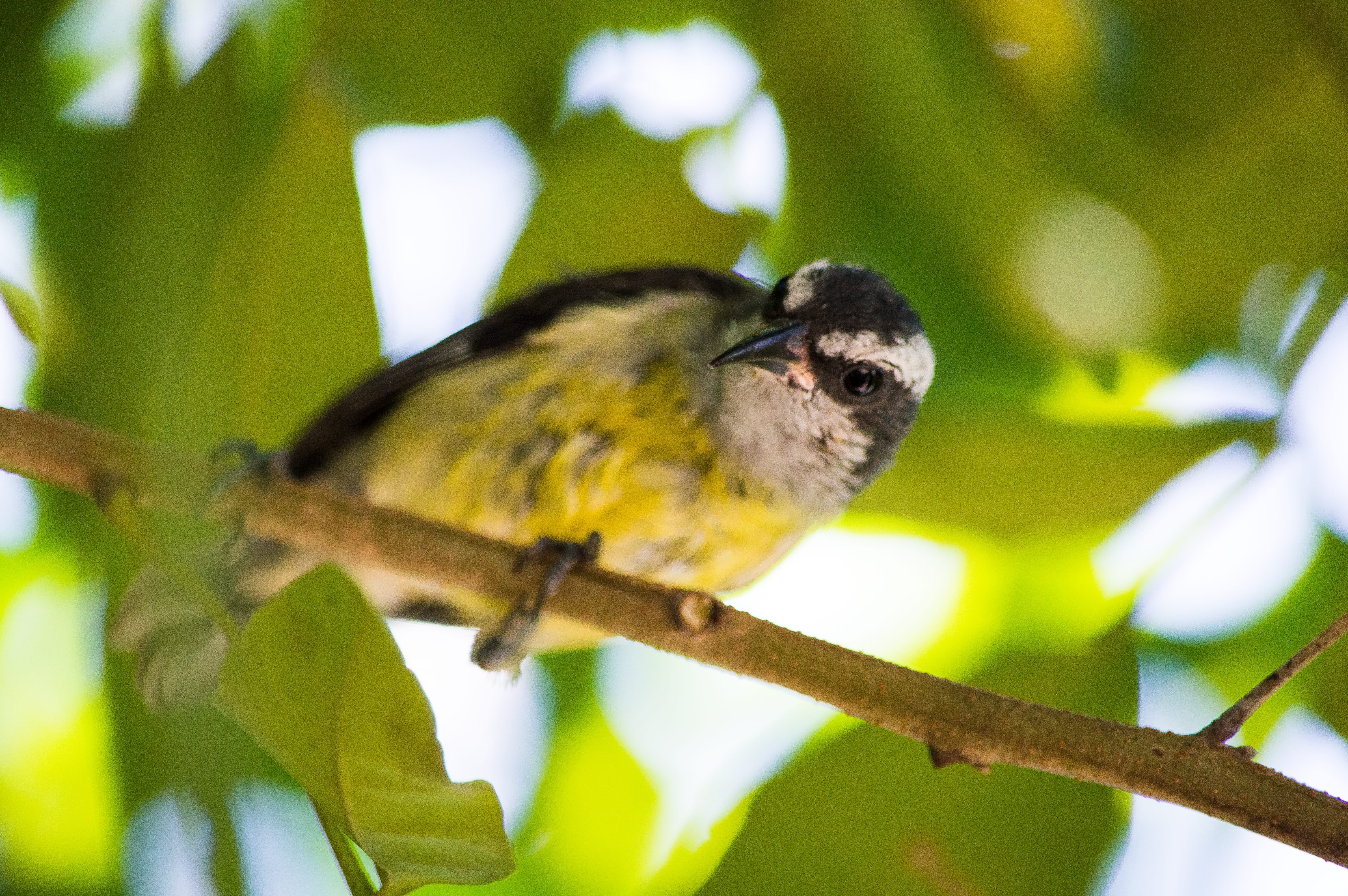 tree, brazil, 5K, plant, vertebrate, bird, nature, animals in the wild, close-up, selective focus, one animal, no people, branch, leaf, animal wildlife, HD Wallpaper