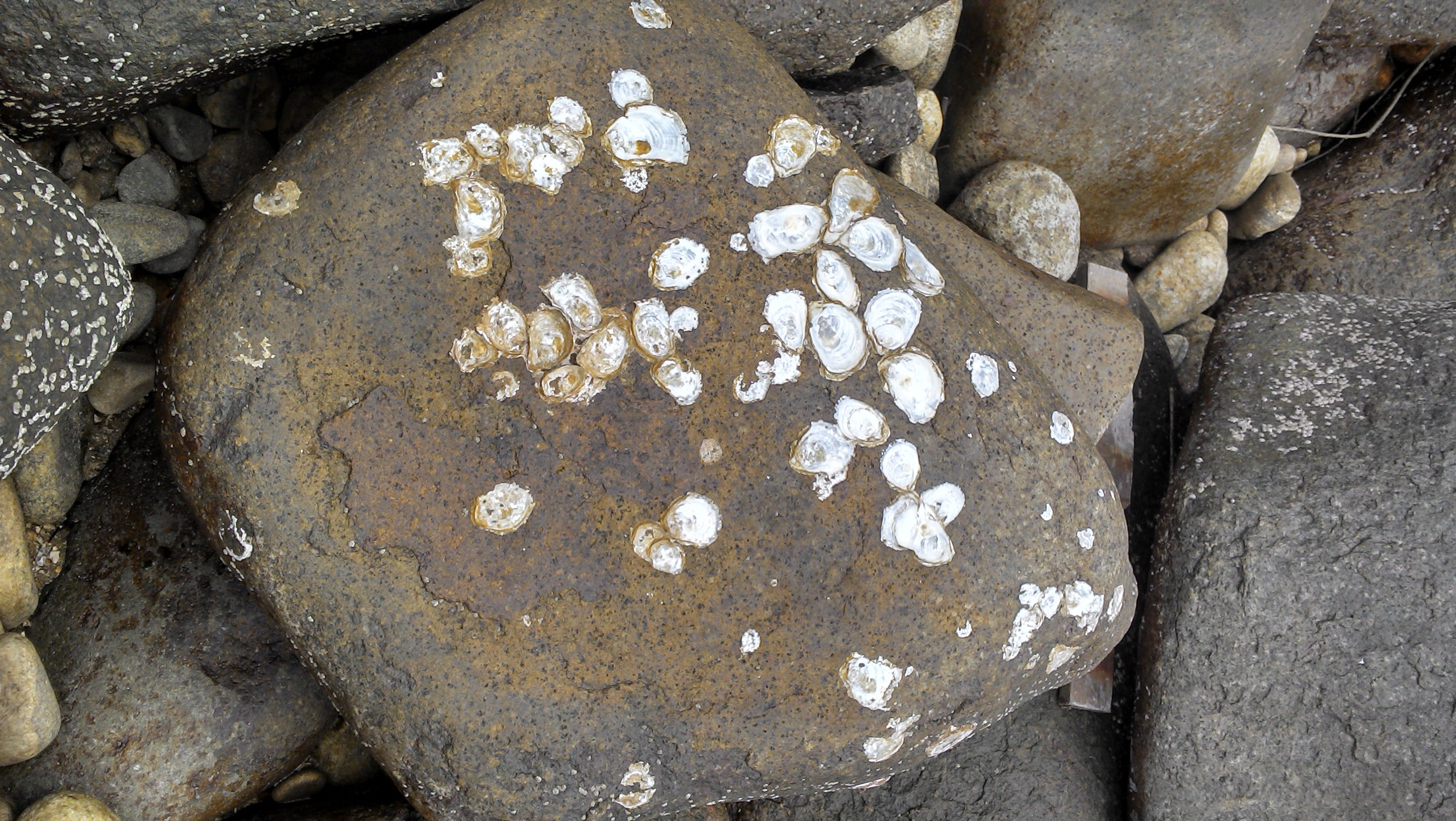 rough, brazil, high angle view, textured, close-up, land, nature, stones, shells, 2K, rock - object, shell, recife, day, outdoors, stone - object, shape, HD Wallpaper