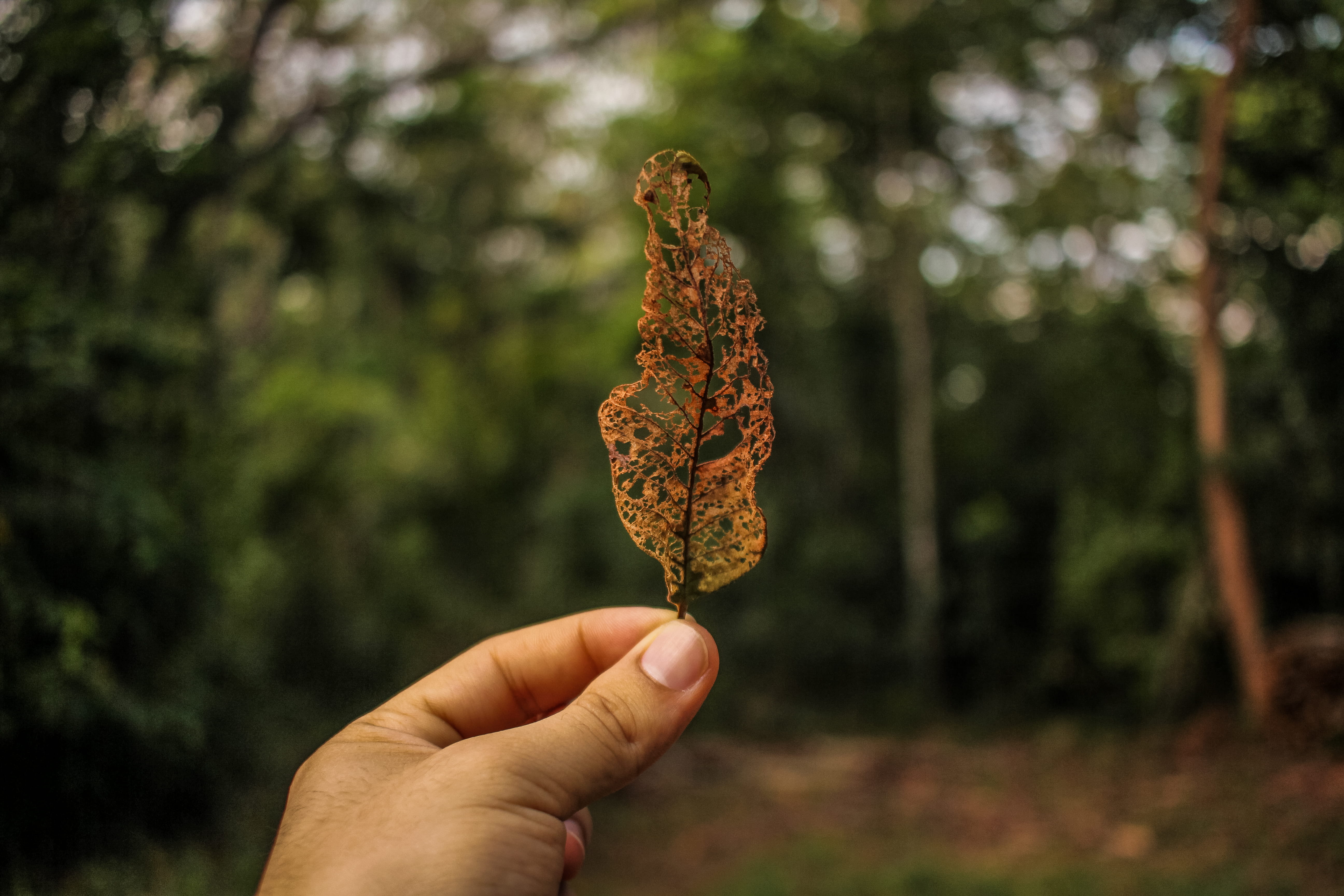 trees, old, real people, nature, body part, recife, focus on foreground, day, natural, tree, hand, personal perspective, creation, human body part, one person, HD Wallpaper