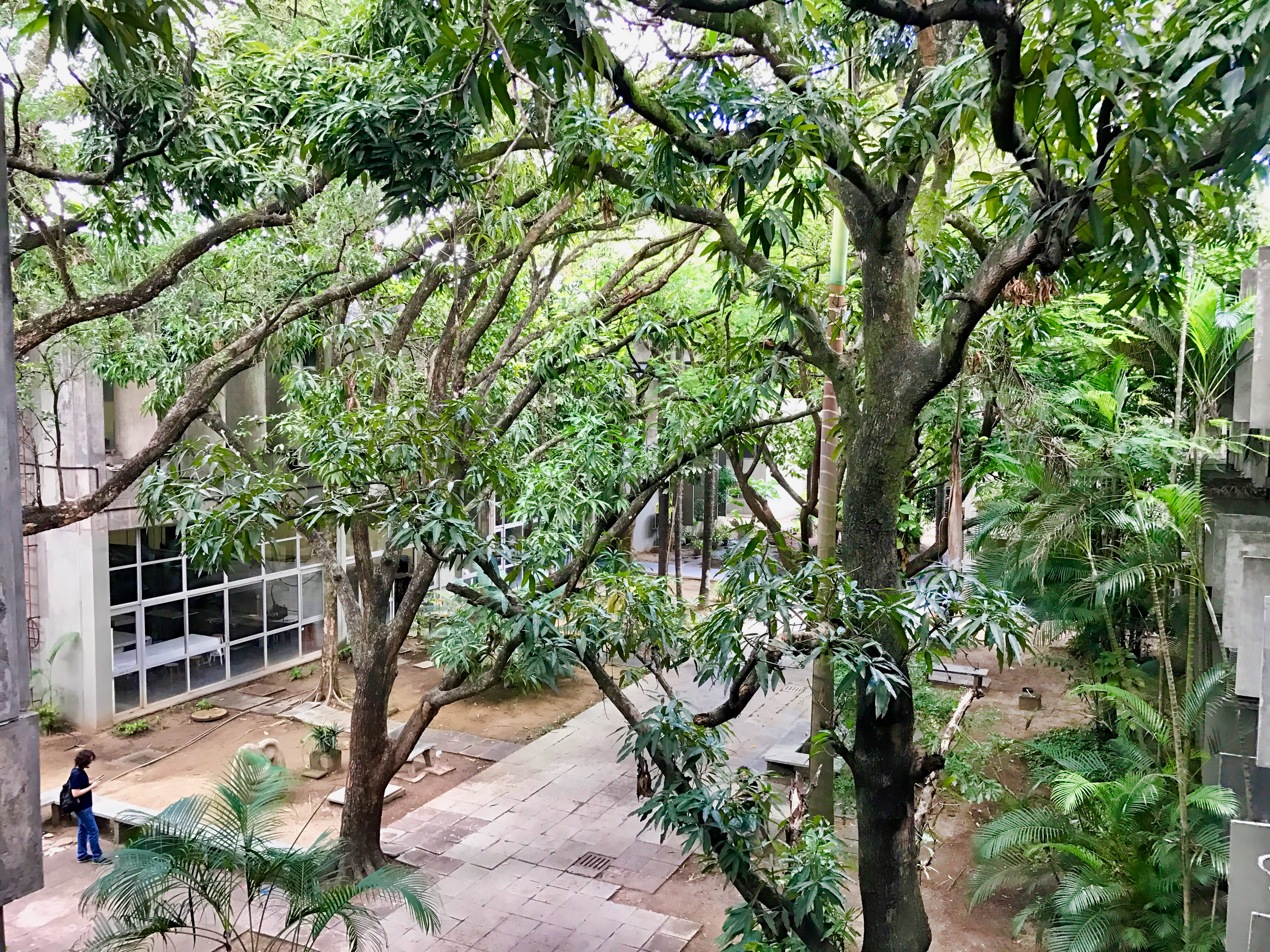 cac, brazil, forest, recife, growth, branch, trees, women, tree trunk, university, nature, built structure, real people, footpath, building exterior, green color, HD Wallpaper