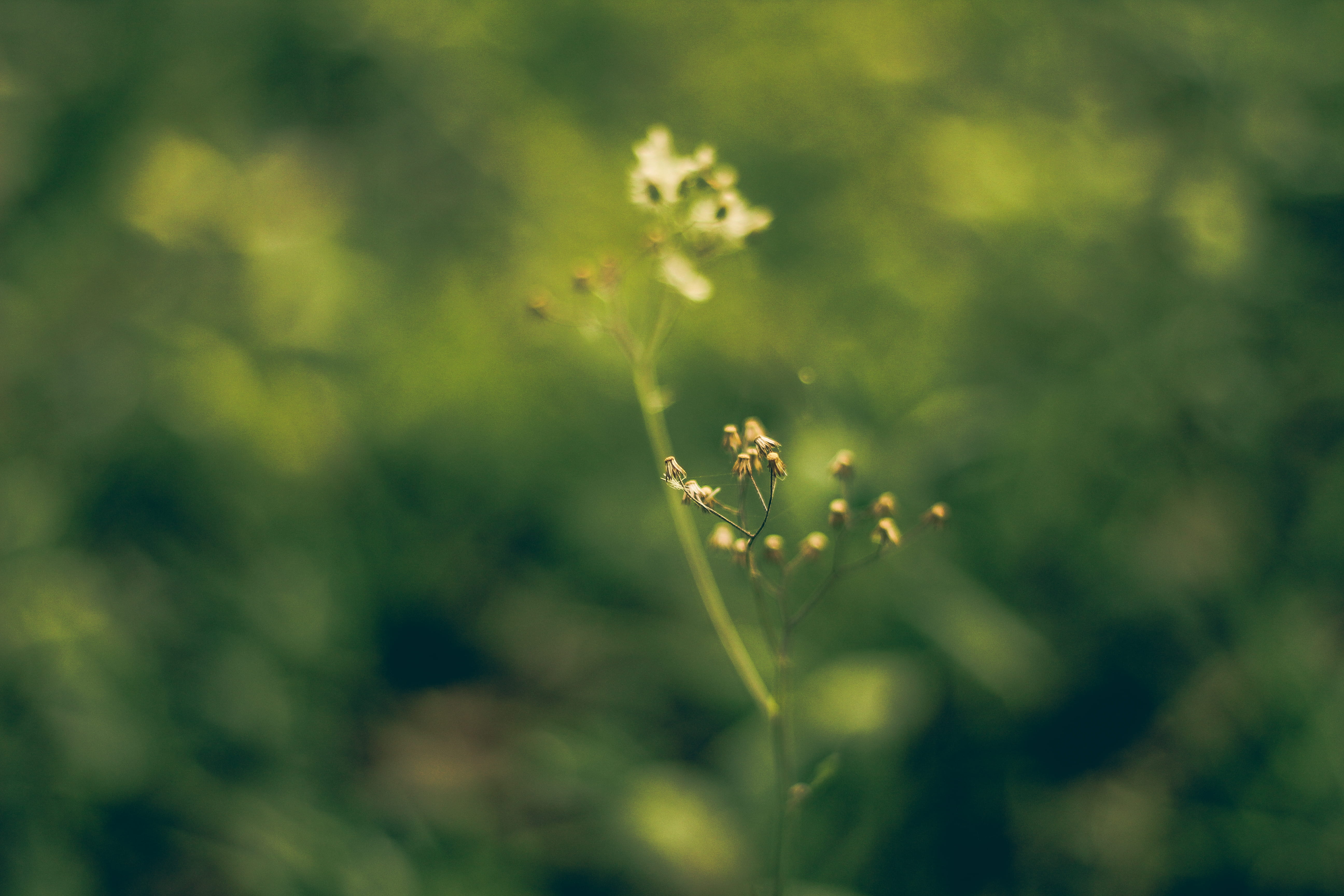 no people, 5K, outdoors, plant stem, recife, fragility, green color, growth, details, forest, flowering plant, vulnerability, brazil, selective focus, HD Wallpaper