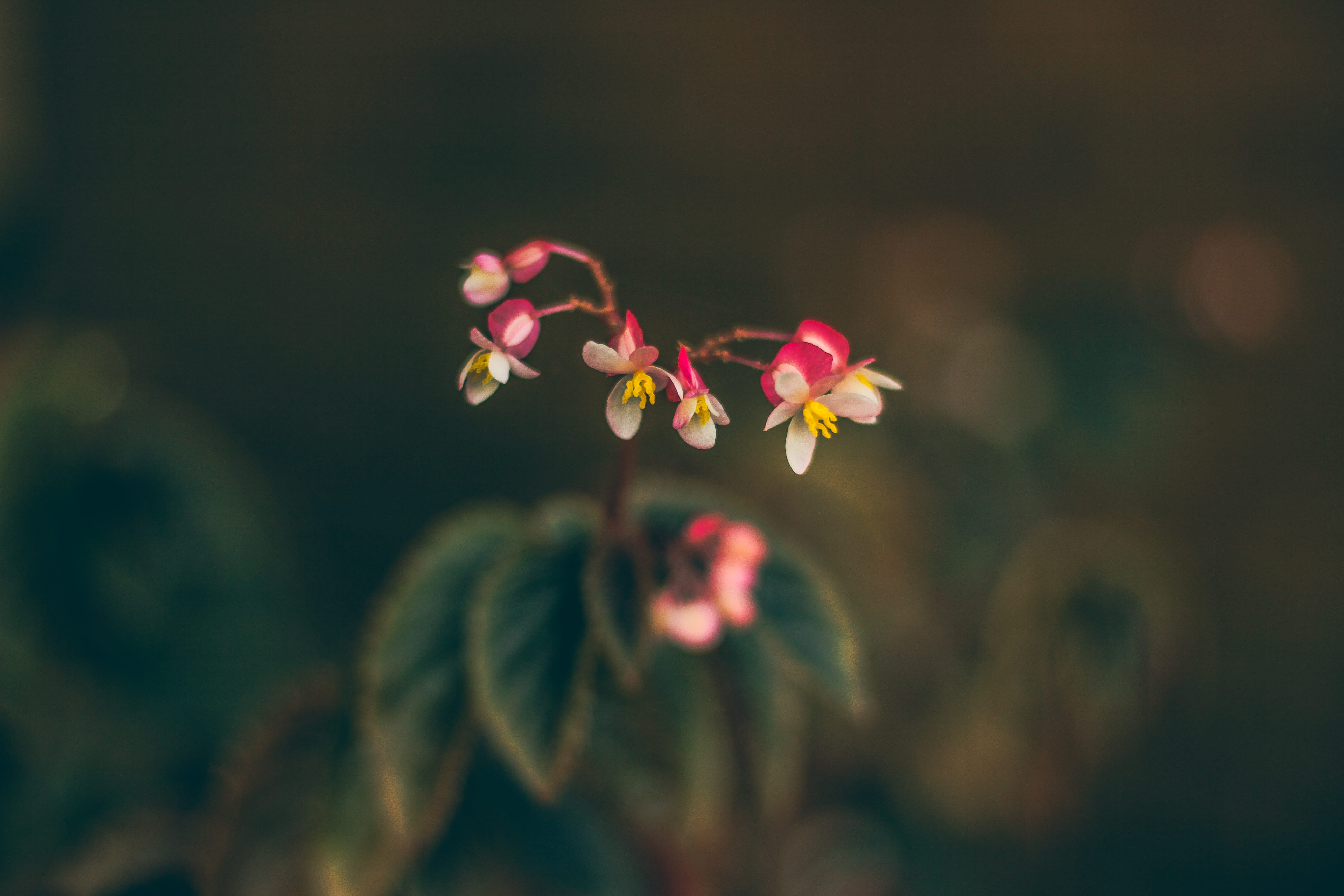no people, nature, geranium, petaled, close-up, brazil, plant part, photography, 5K, flower head, pink, yellow, conifer, focus, recife, pink color, fragility, HD Wallpaper