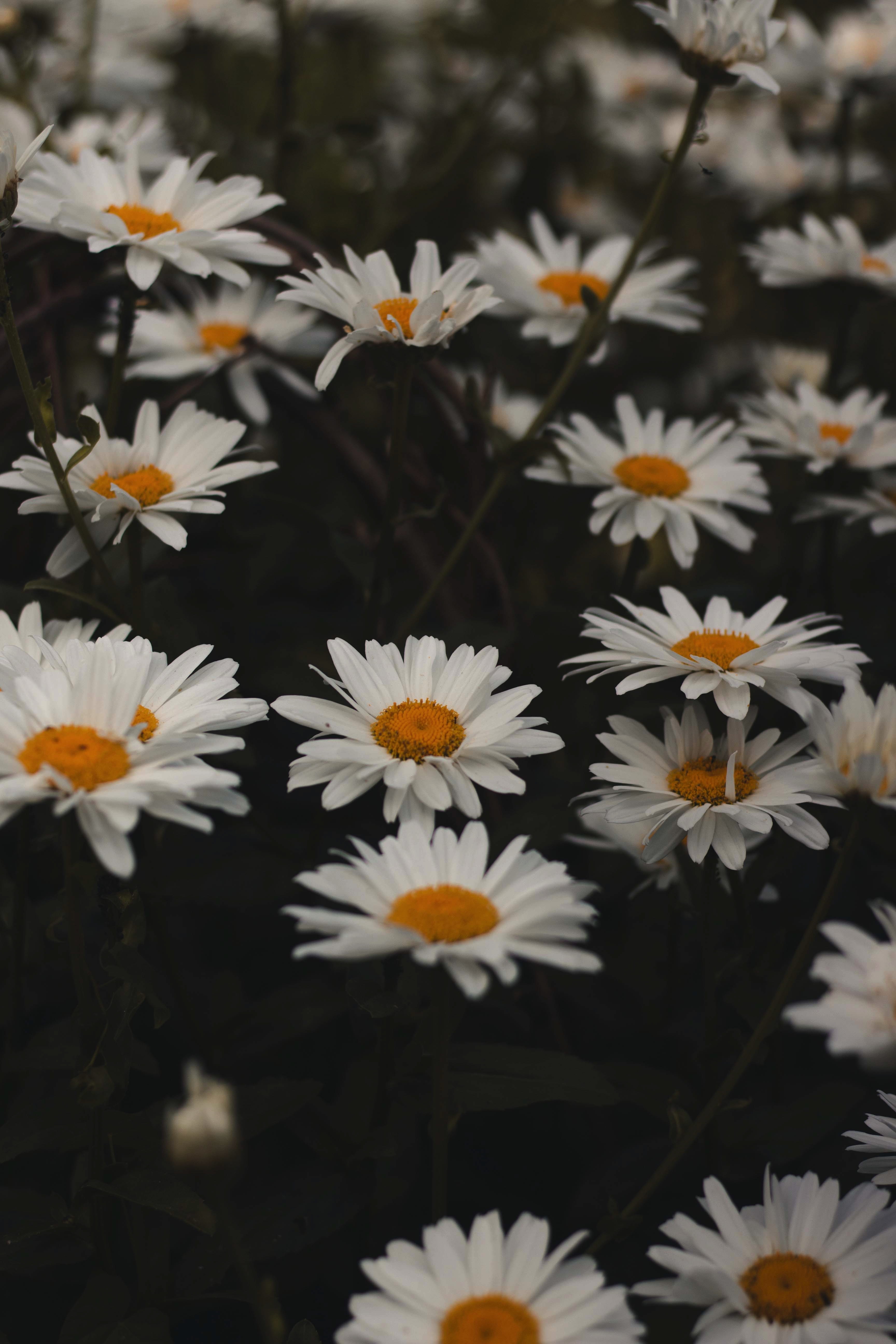 flower, modern, for instagram, stratford-upon-avon, daisy, 5K, white color, vulnerability, flowers, no people, close-up, high angle view,, Phone HD Wallpaper
