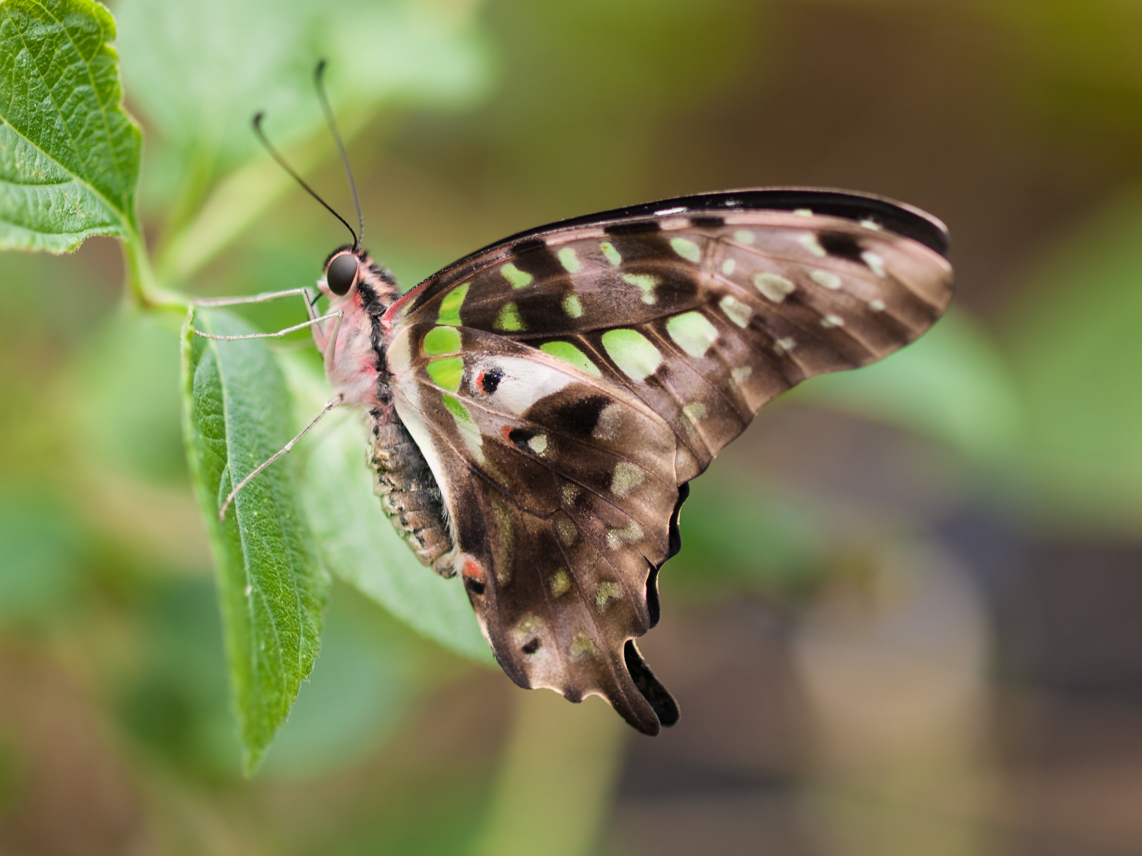 multi Colored, brown, beauty In Nature, leaf, Stratford Butterfly Farm, Green Spotted Triangle, macro photography, animal, wildlife, close-up, spotted, HD Wallpaper