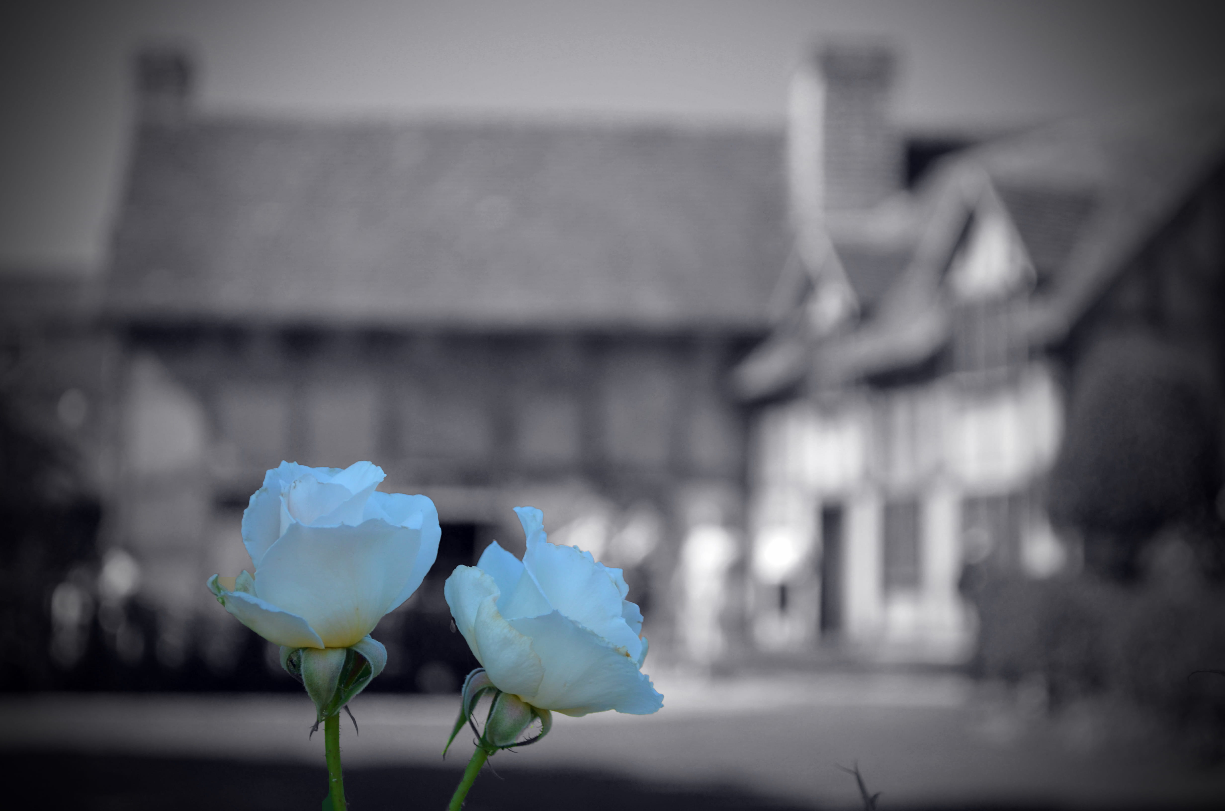 petal, united kingdom, nature, shakespear, stratford upon avon, close-up, plant, inflorescence, outdoors, architecture, fragility, building exterior, stratford-upon-avon, HD Wallpaper