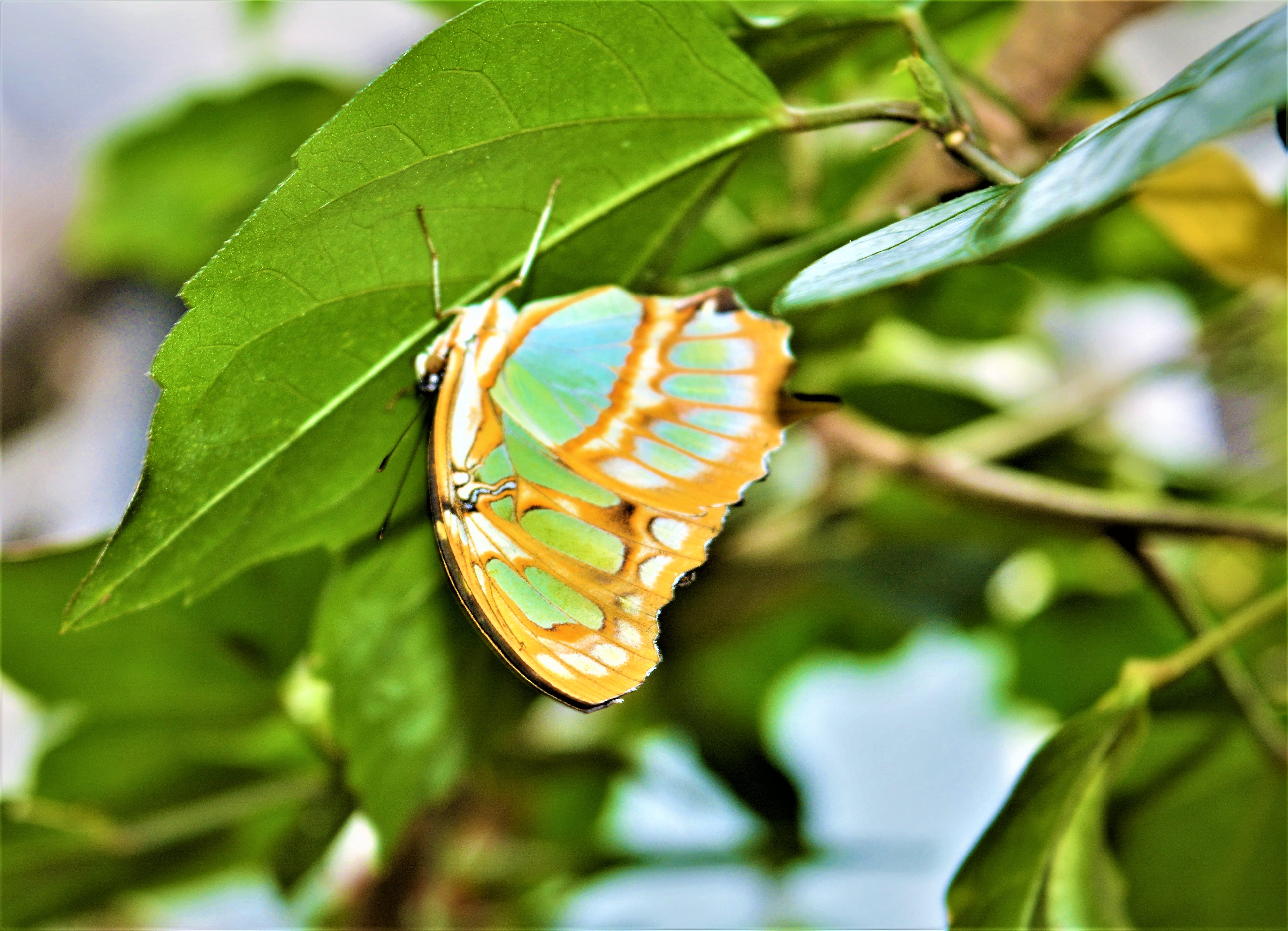 butterfly - insect, animal themes, 5K, animals in the wild, plant, no people, outdoors, animal wildlife, nature, tree, day, close-up, invertebrate, focus on foreground, HD Wallpaper