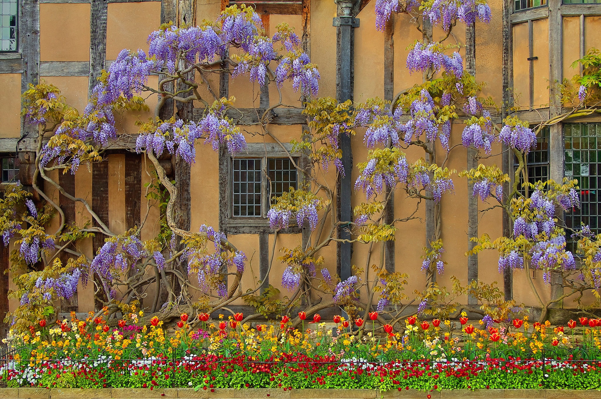 England, house, flowers, wall, Wisteria, Stratford-upon-Avon, 1080P, HD Wallpaper