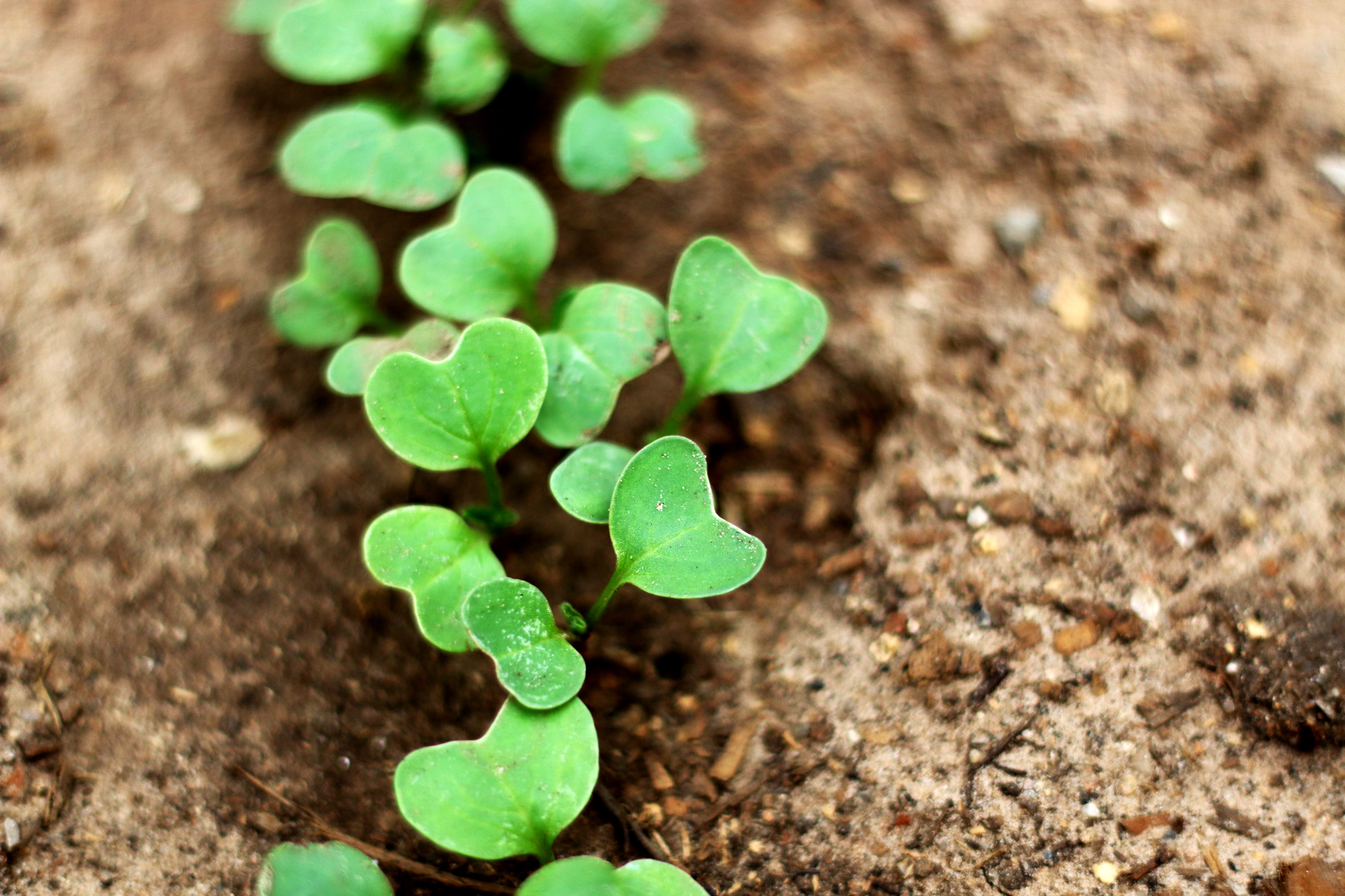 clover, plant part, beginnings, 5K, land, high angle view, fragility, gardening, day, green, small, dirt, close-up, no people, green color, plantation, HD Wallpaper