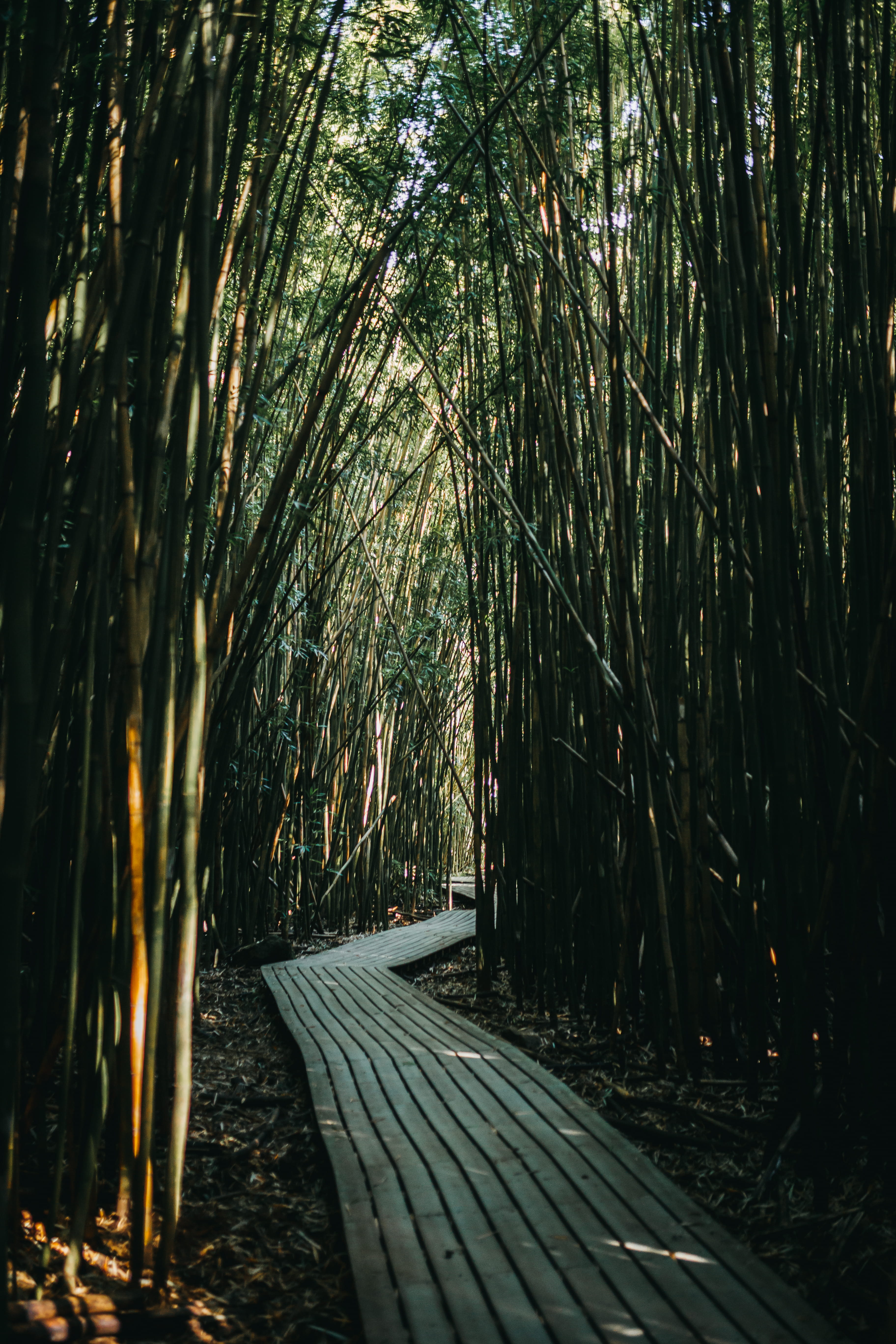 tranquility, nature, the way forward, treelined, bamboo grove, trunk, footpath, land, bamboo - plant, day, street, tree, 5K, no people, field, growth, Phone HD Wallpaper