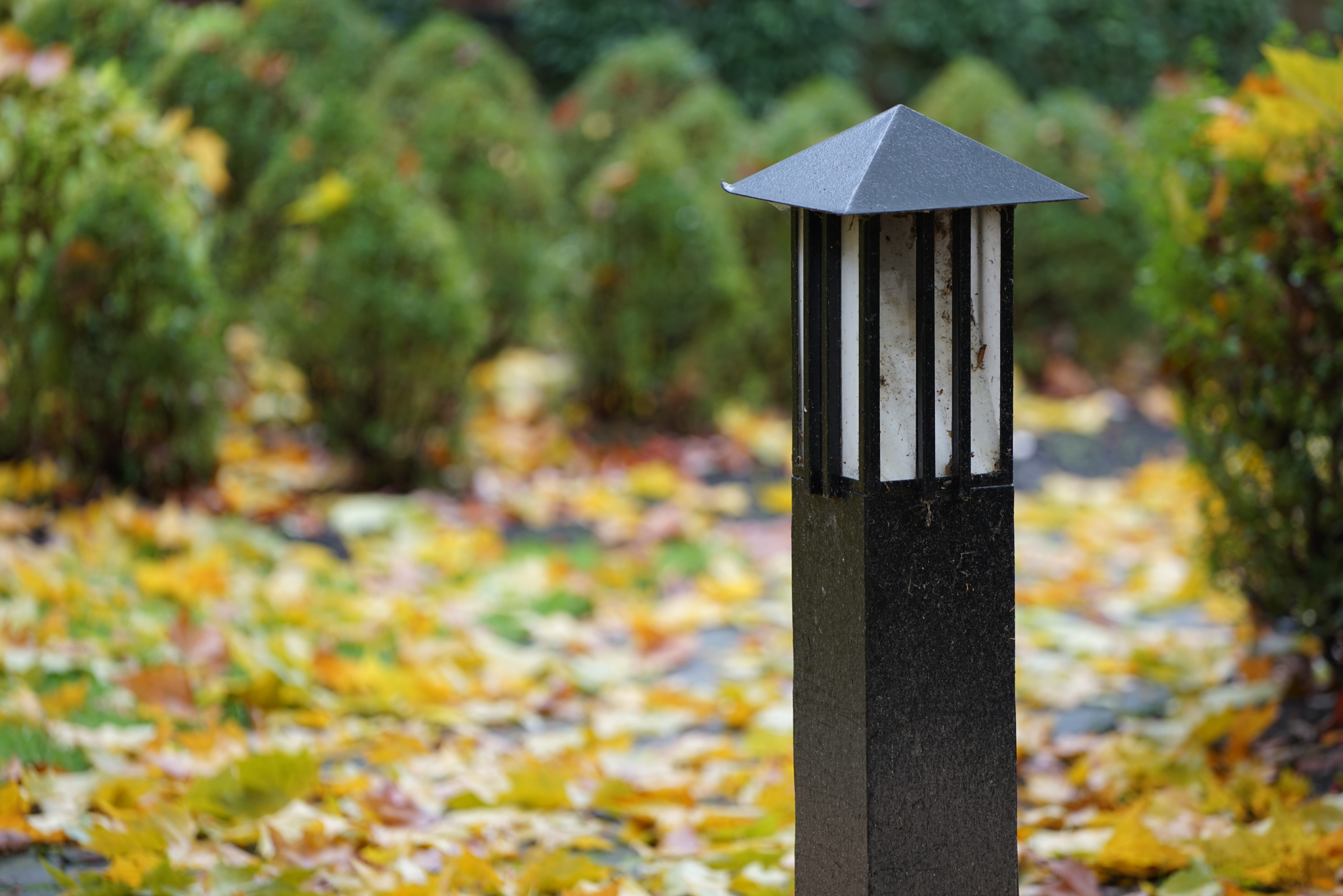 nature, beauty in nature, plant part, park, tranquility, forest, outdoors, defoliation, land, plant, metal, 5K, leaf, pole, day, grove, autumn collection, HD Wallpaper