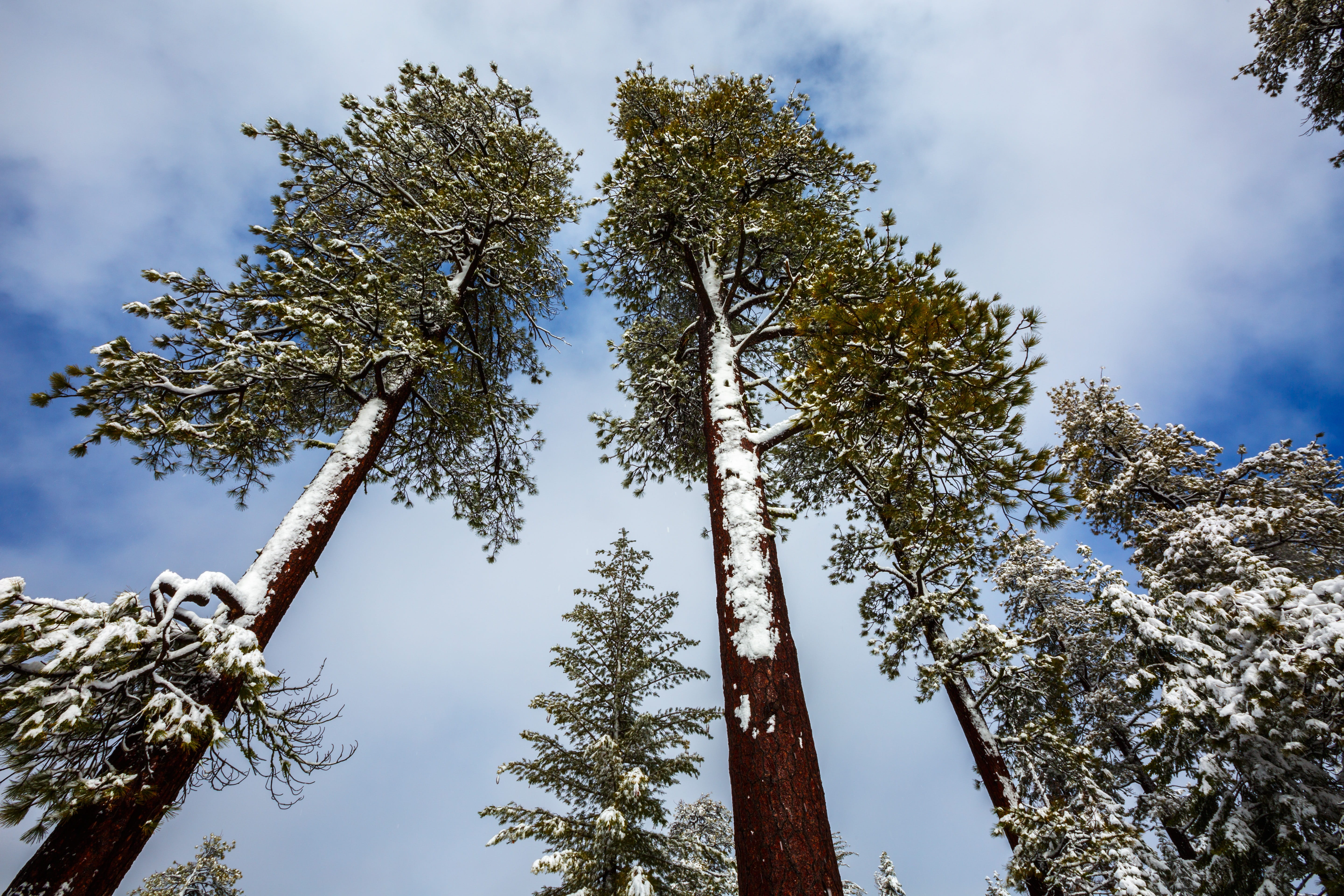 forest, scene, scenic, scenics - nature, grove, plant, sky, pine tree, wonderland, day, tranquility, road, pine woodland, cloud - sky, tall - high, redwood, HD Wallpaper