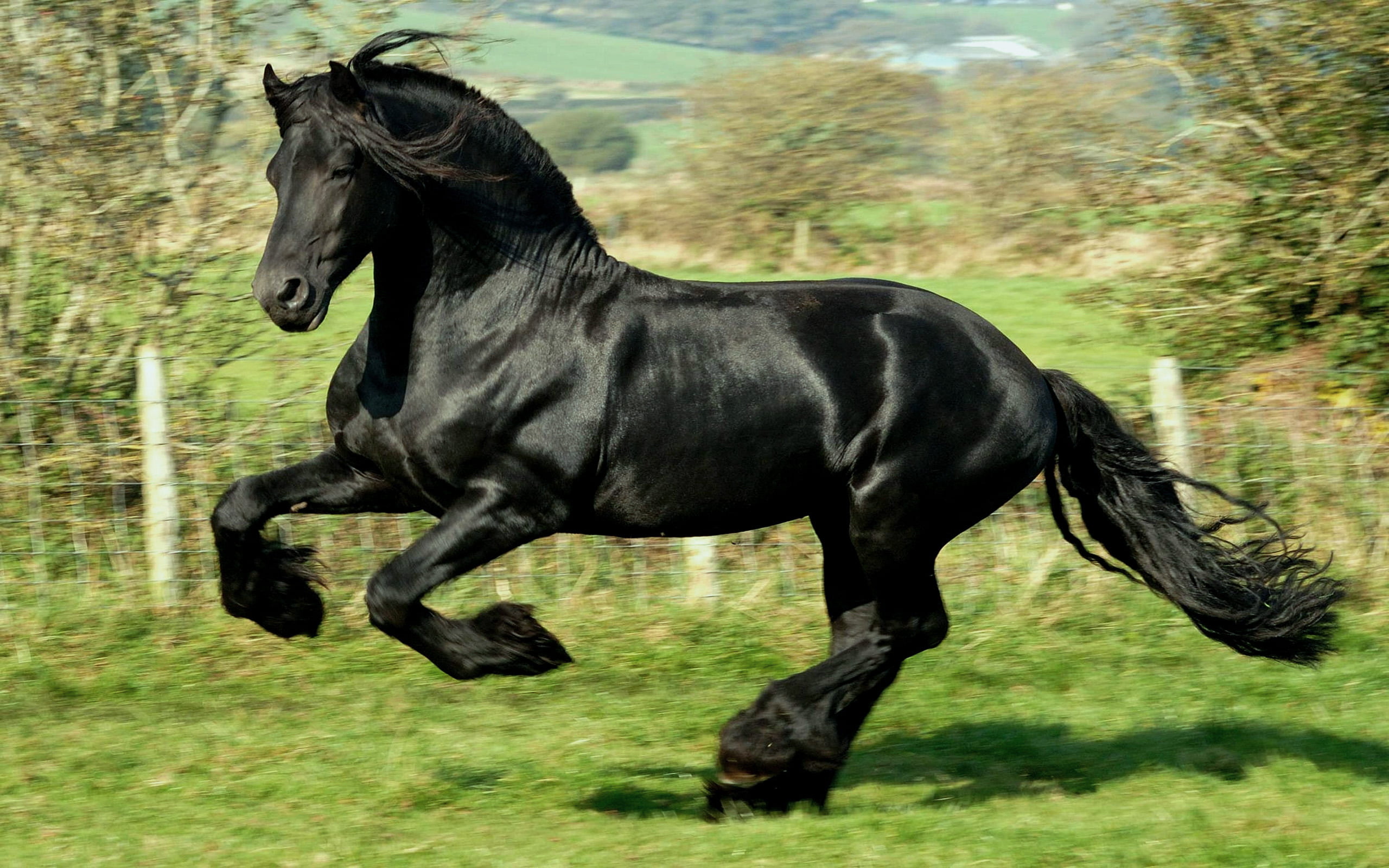 rural Scene, domestic Animals, outdoors, herbivorous, paddock, foal, animal themes, plant, field, thoroughbred Horse, black Color, running, black, domestic, HD Wallpaper