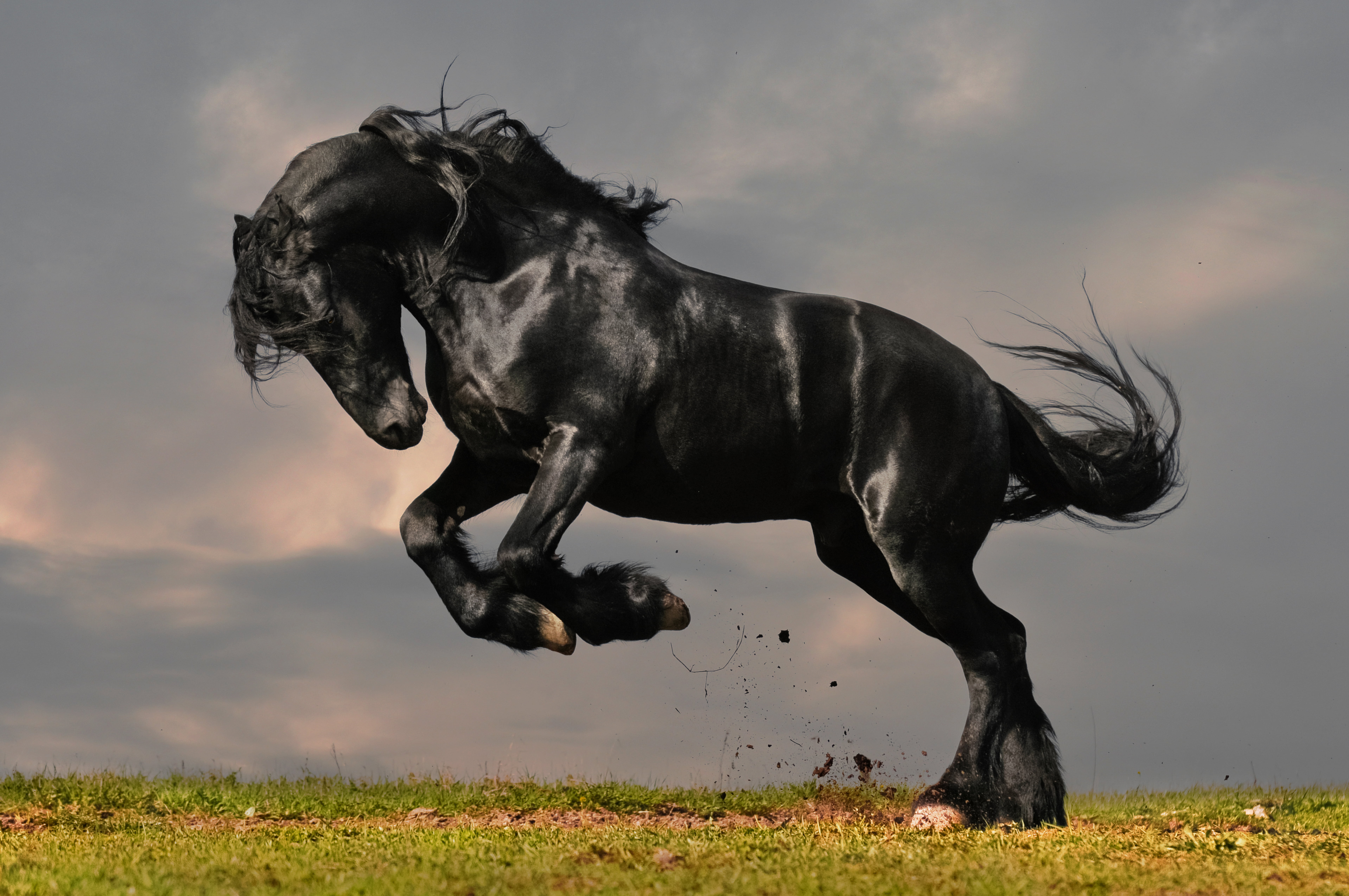 outdoors, plant, running, pets, dog, black, sky, sport, meadow, sunset, thoroughbred Horse, mare, canine, animal themes, no people, animal, cloud - sky, HD Wallpaper