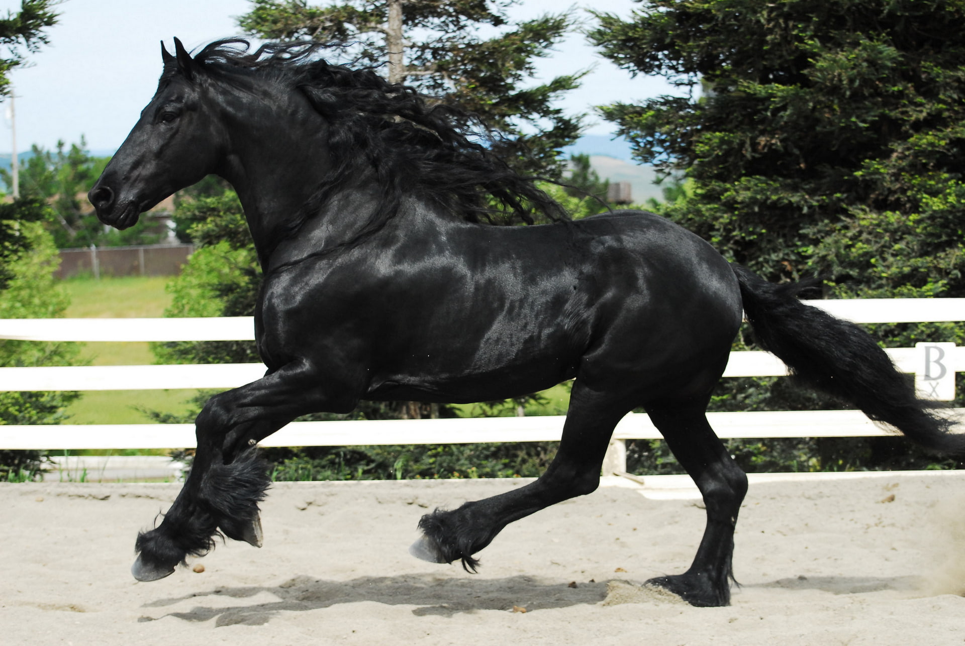 frieze, horse, 1080P, HD Wallpaper