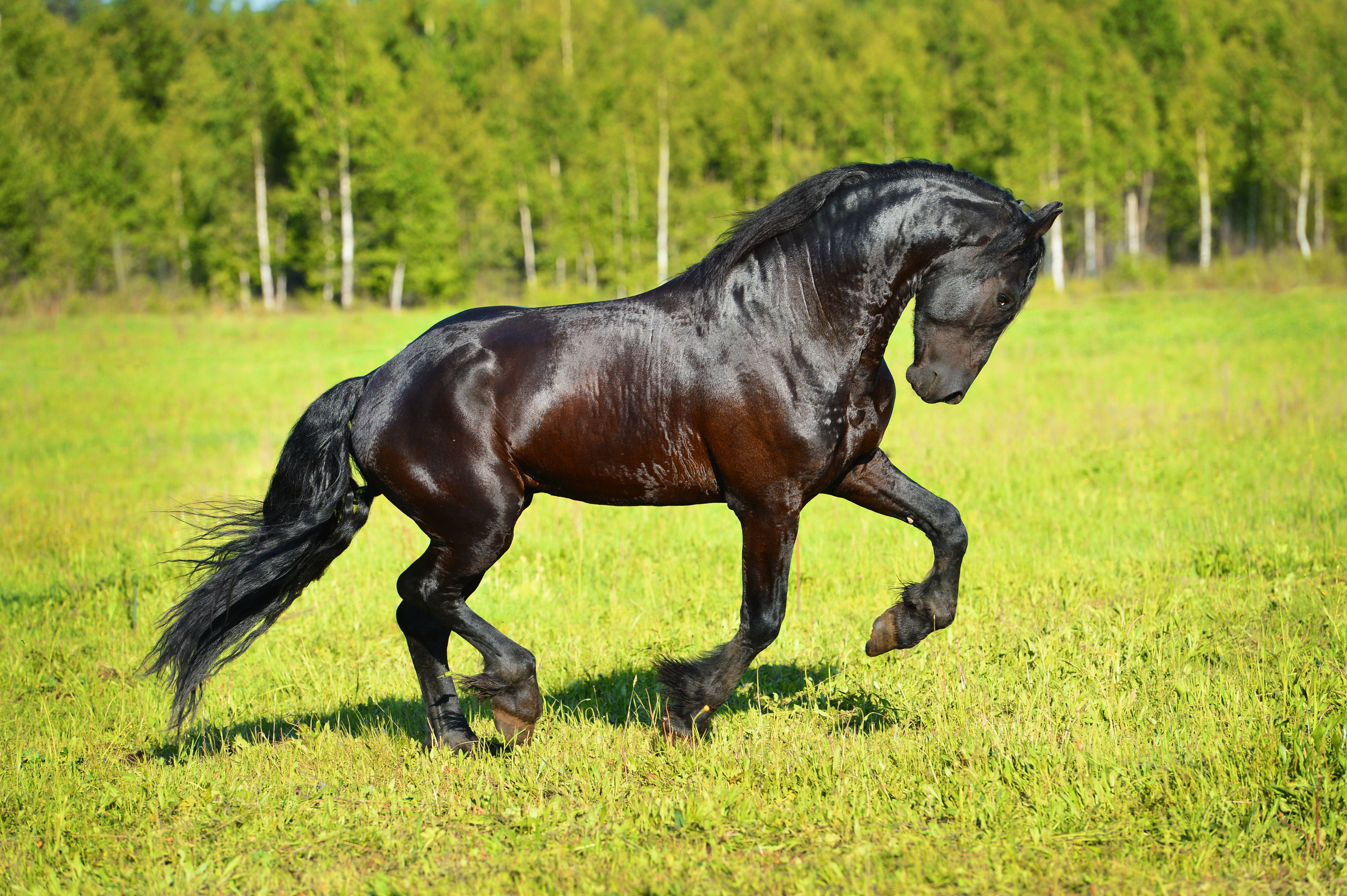 one Animal, frieze, meadow, the sun, nature, brown, land, black, plant, green color, field, pasture, running, domestic, black Color, summer, stallion, thoroughbred Horse, HD Wallpaper