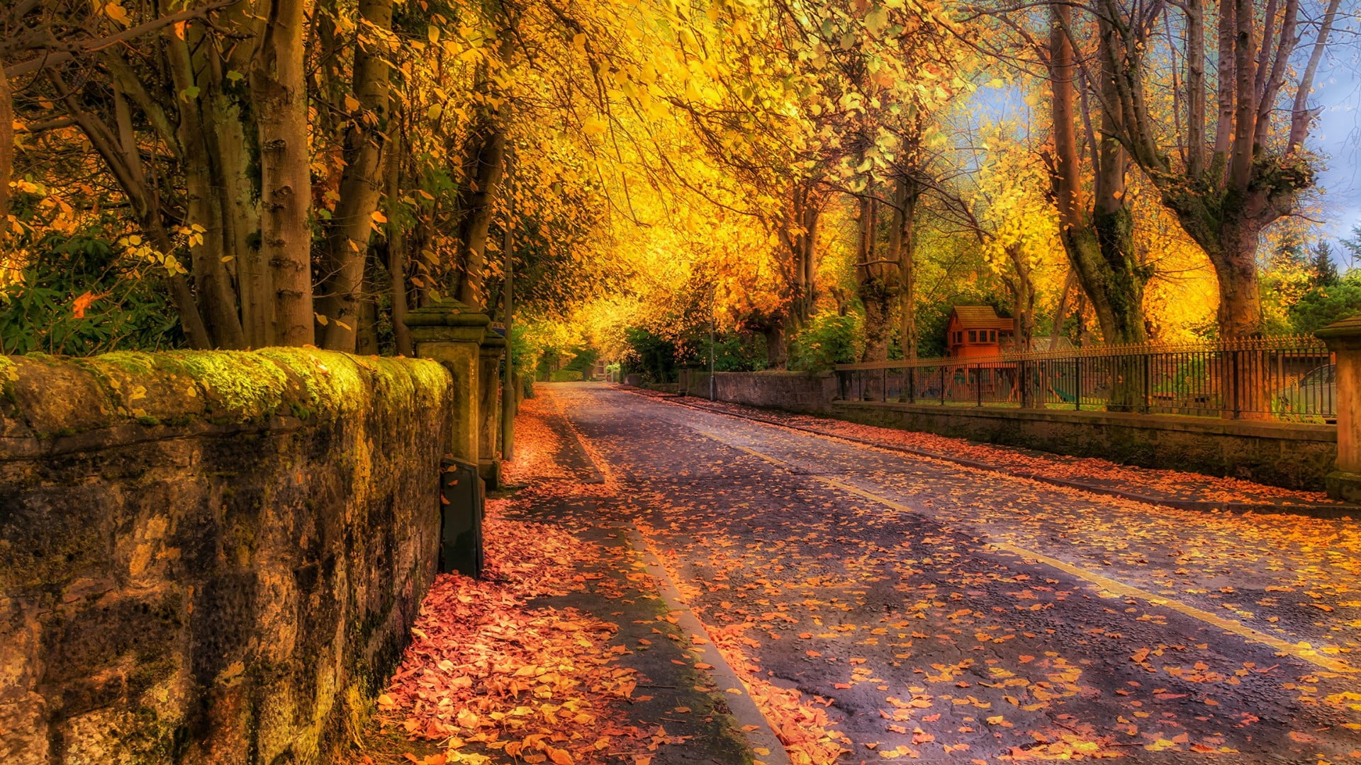 tree, nature, growth, direction, transportation, yellow leaves, autumn, tranquility, treelined, the way forward, street, no people, sunlight, fence, fall, HD Wallpaper