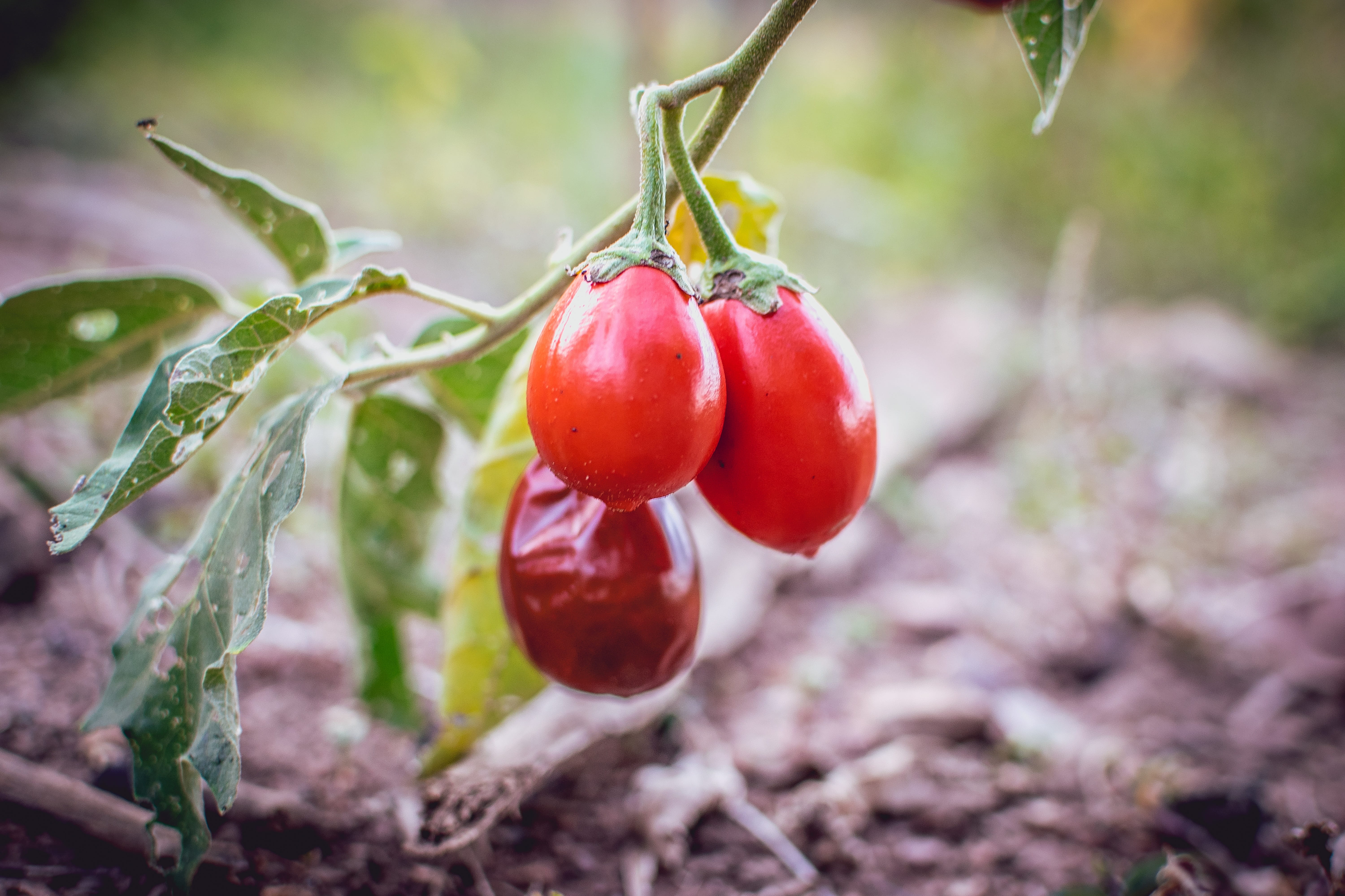 outdoors, healthy eating, selective focus, goiania, cherry tree, goias, tomato, plant part, 5K, agriculture, orange, leaf, green, plant, cerrado, day, HD Wallpaper