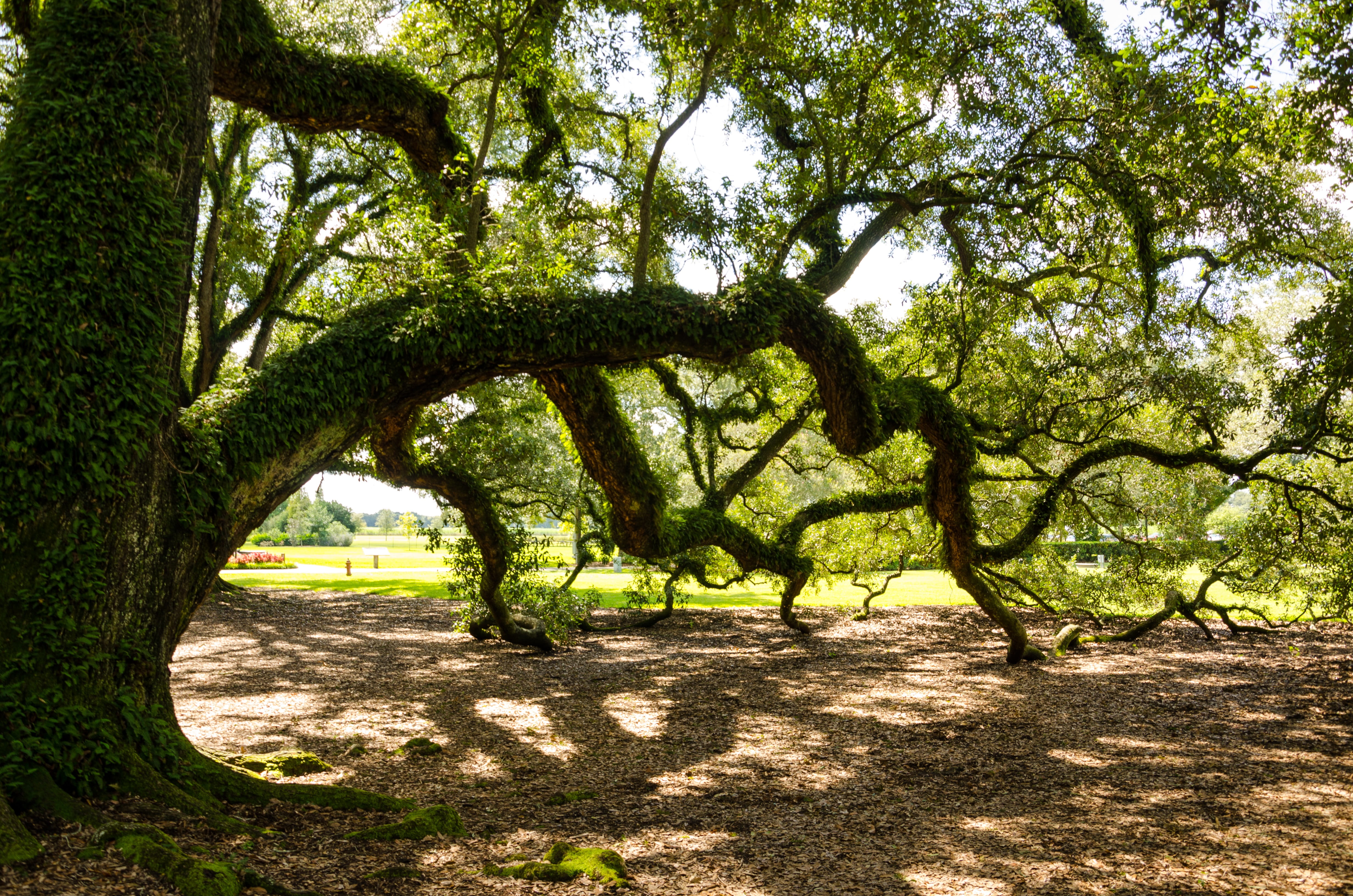 outdoors, field, landmark, Usa, beauty in nature, sunlight, Oak Alley Plantation, places of interest, plant, America, oak, land, plantation, 4K, forest, HD Wallpaper