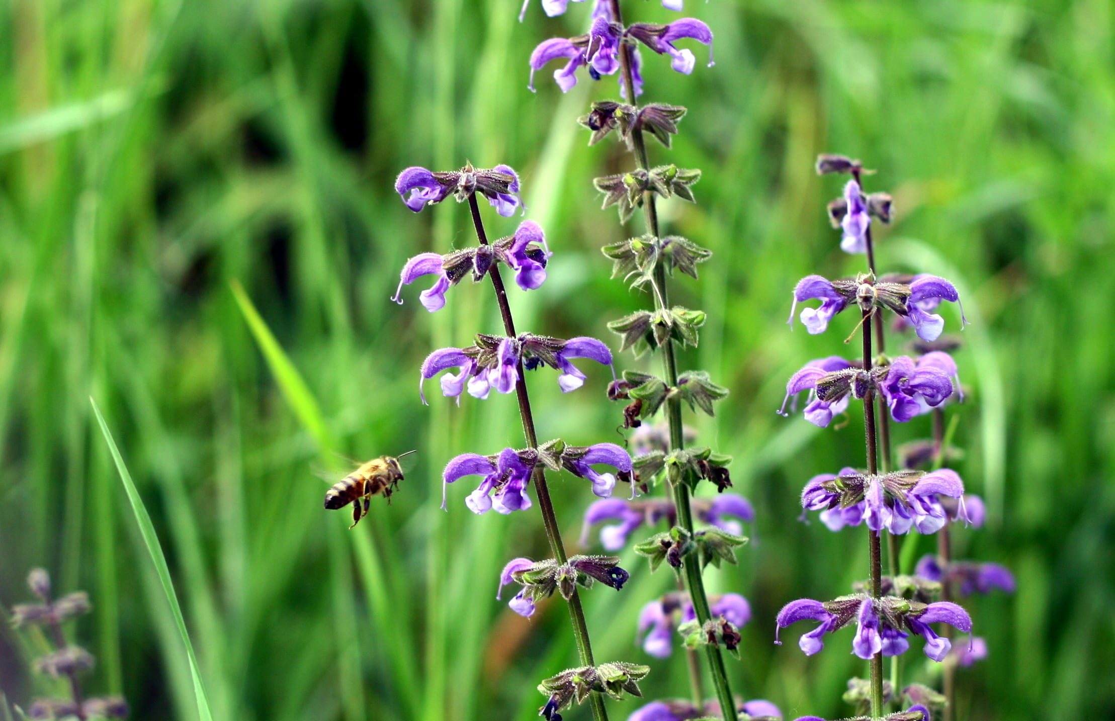 flower, bee, nature, insect, Flying, volare, plant, purple, Curone, fiore, ape, 1080P, untitled, vola, summer, HD Wallpaper