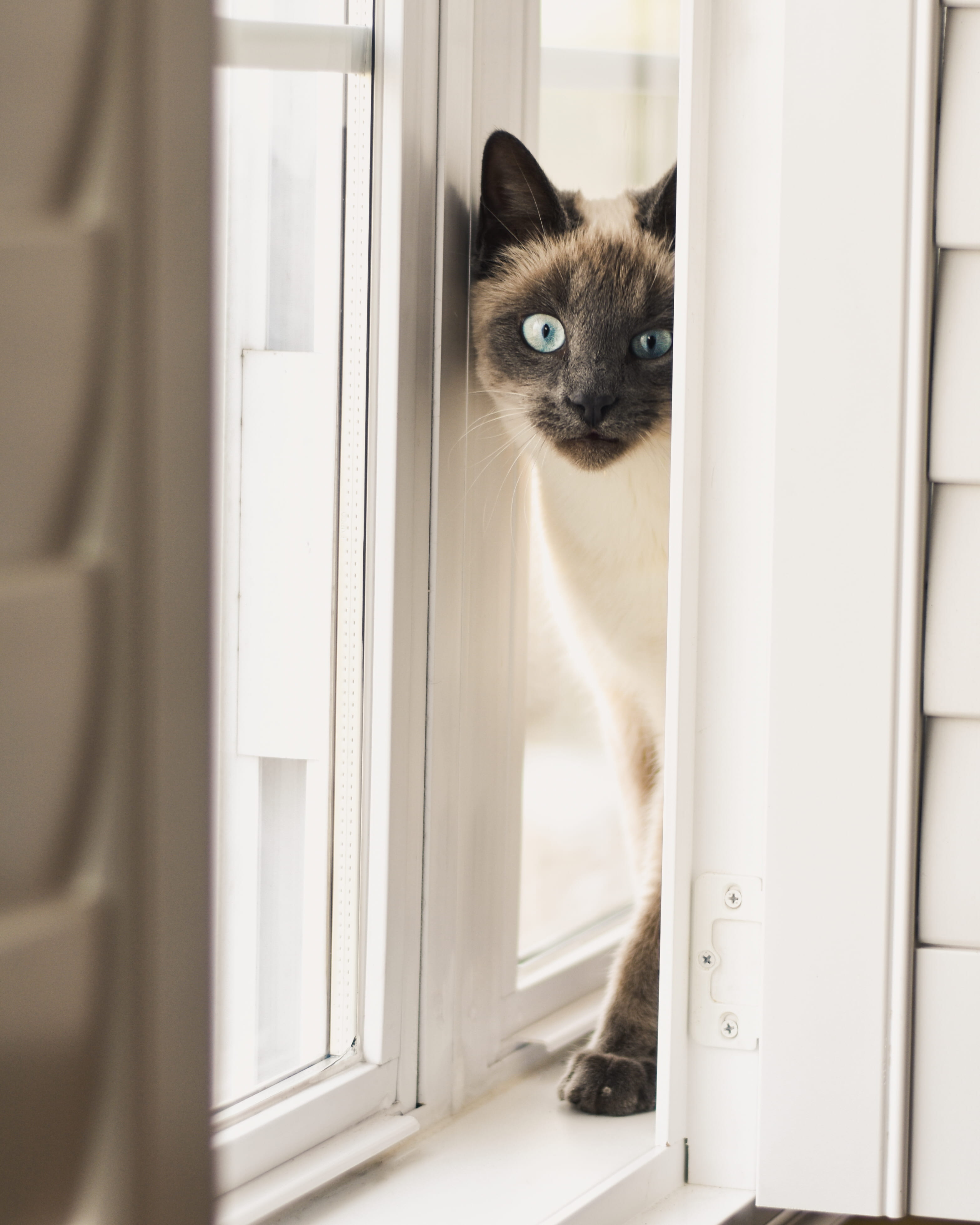 domestic cat, indoors, cat, home interior, animal themes, no people, looking, door, pet, one animal, animal, domestic, siamese, portrait, domestic animals, Phone HD Wallpaper