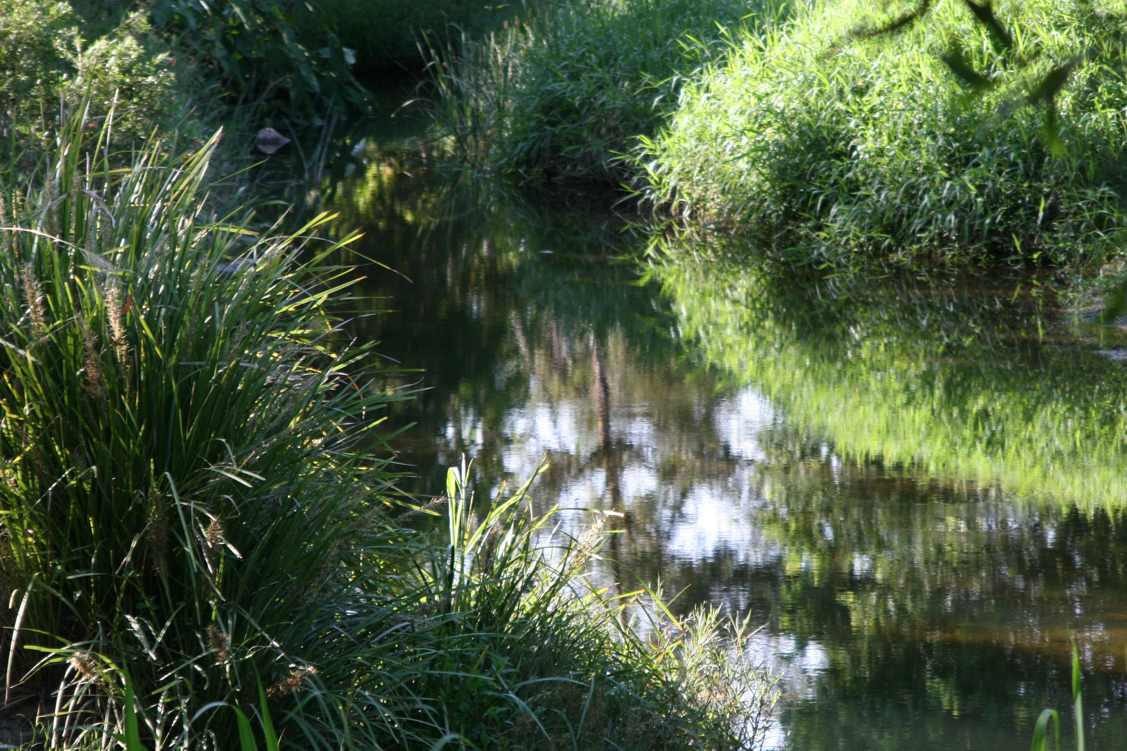 australia, tranquil scene, forest, tree, green, green color, plant, waterfront, 4K, outdoors, meander, day, land, beauty in nature, scenics - nature, reflection, HD Wallpaper