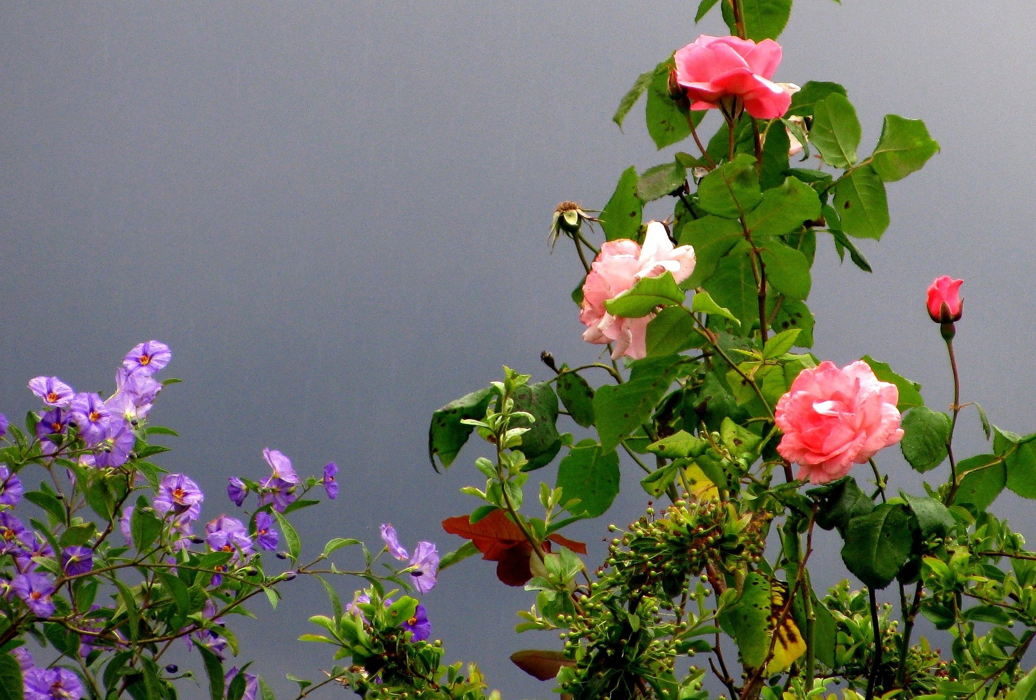 Cagnes-sur-Mer, France, garden, Park, rose, 1080P, HD Wallpaper