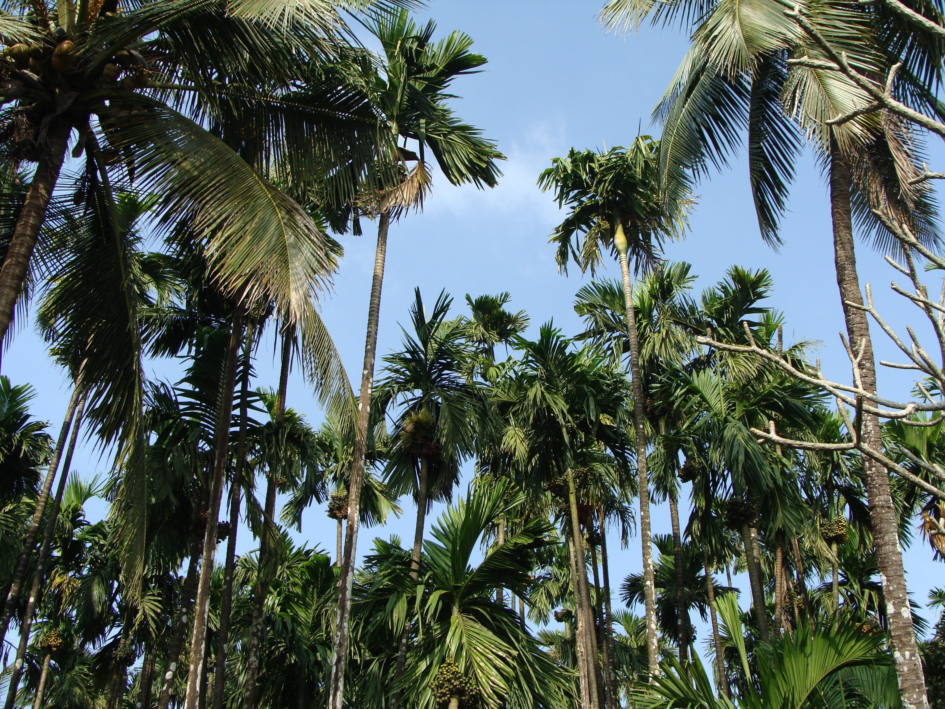 malnad, karnataka, arecanut, tranquility, palm leaf, tall - high, leaf, coconut palm tree, orchard, beauty in nature, growth, no people, outdoors, sky, HD Wallpaper