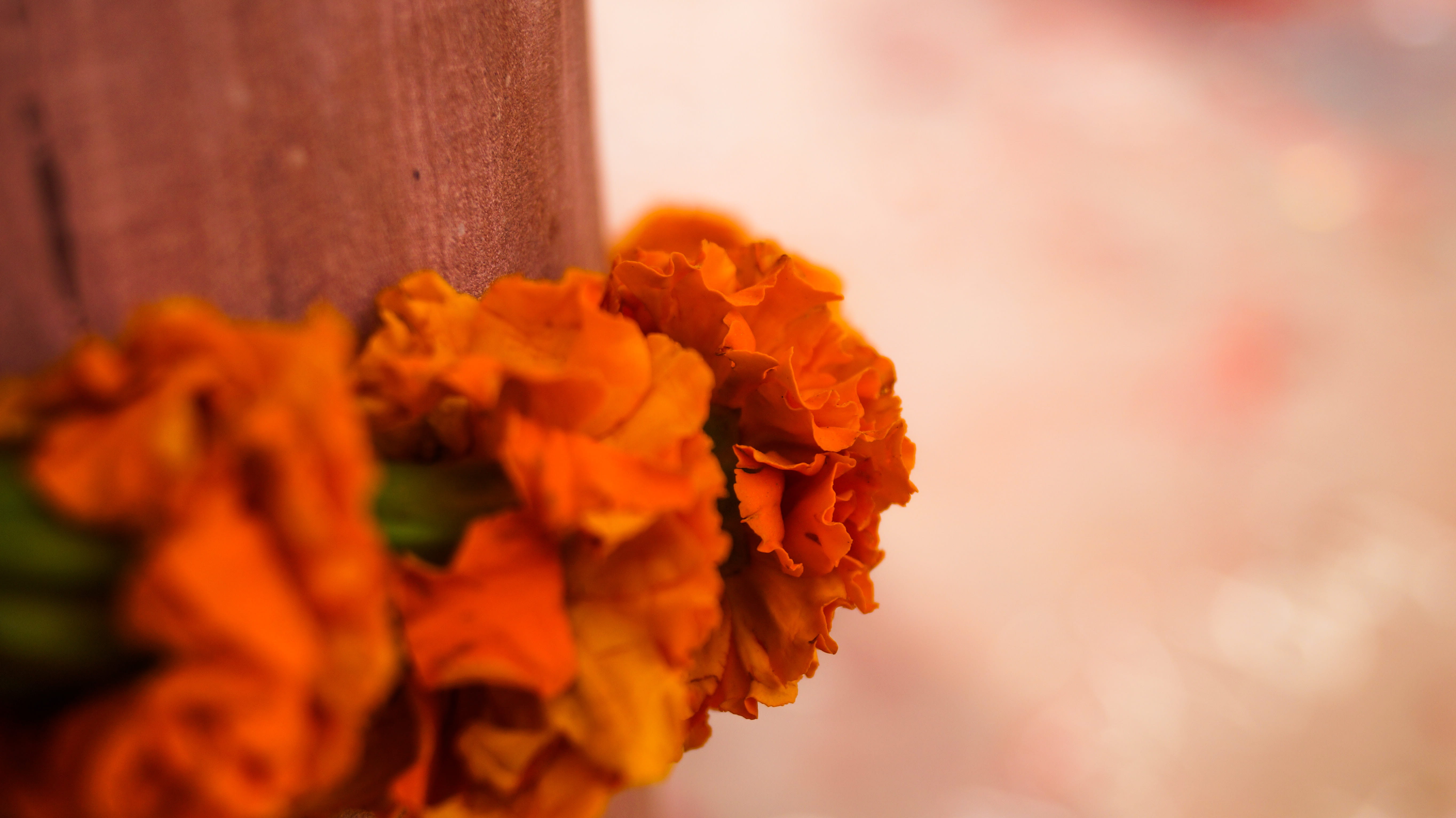 up, flower, inflorescence, plant, mishra, close-up, bouquet, growth, freshness, @, avadh, outdoors, day, textured effect, no people, yello, decoration, HD Wallpaper