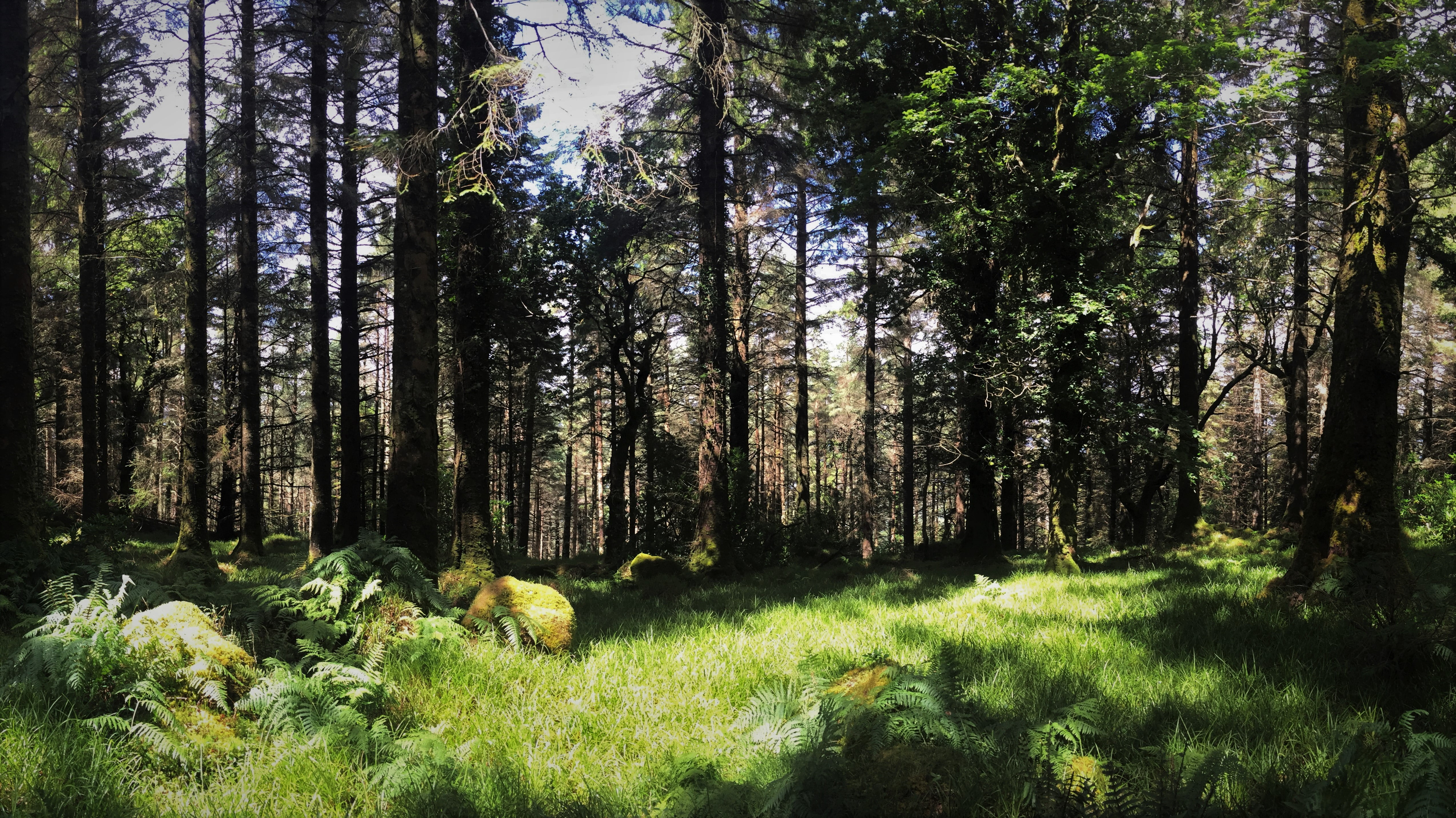 4K, forest, landscape, Travel Poster, nature, cliff, lake, HD Wallpaper