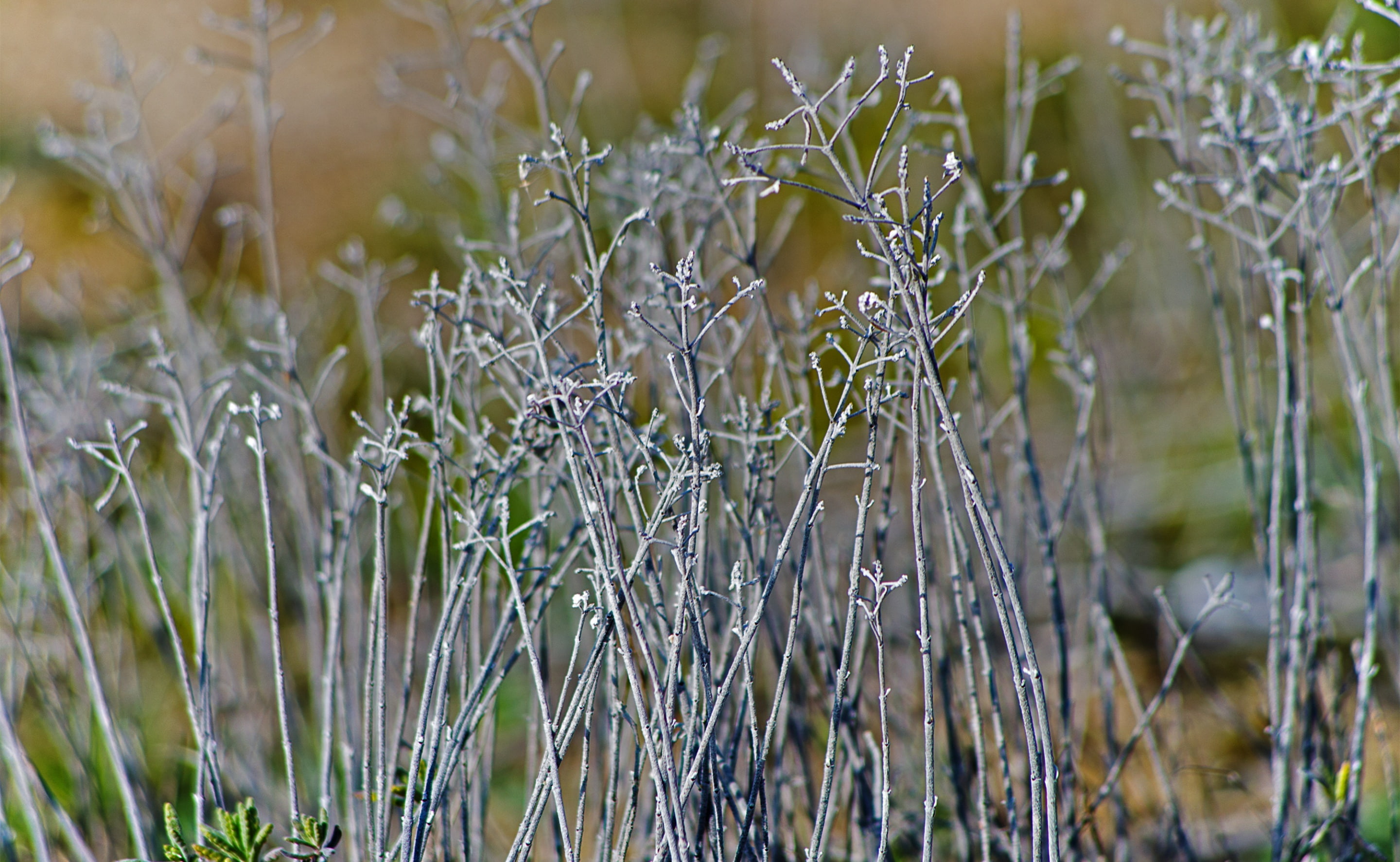 water, close-up, selective focus, day, vulnerability, plant stem, beauty in nature, silver, plant, field, outdoors, nature, Aero, Macro, fragility, 2K, HD Wallpaper