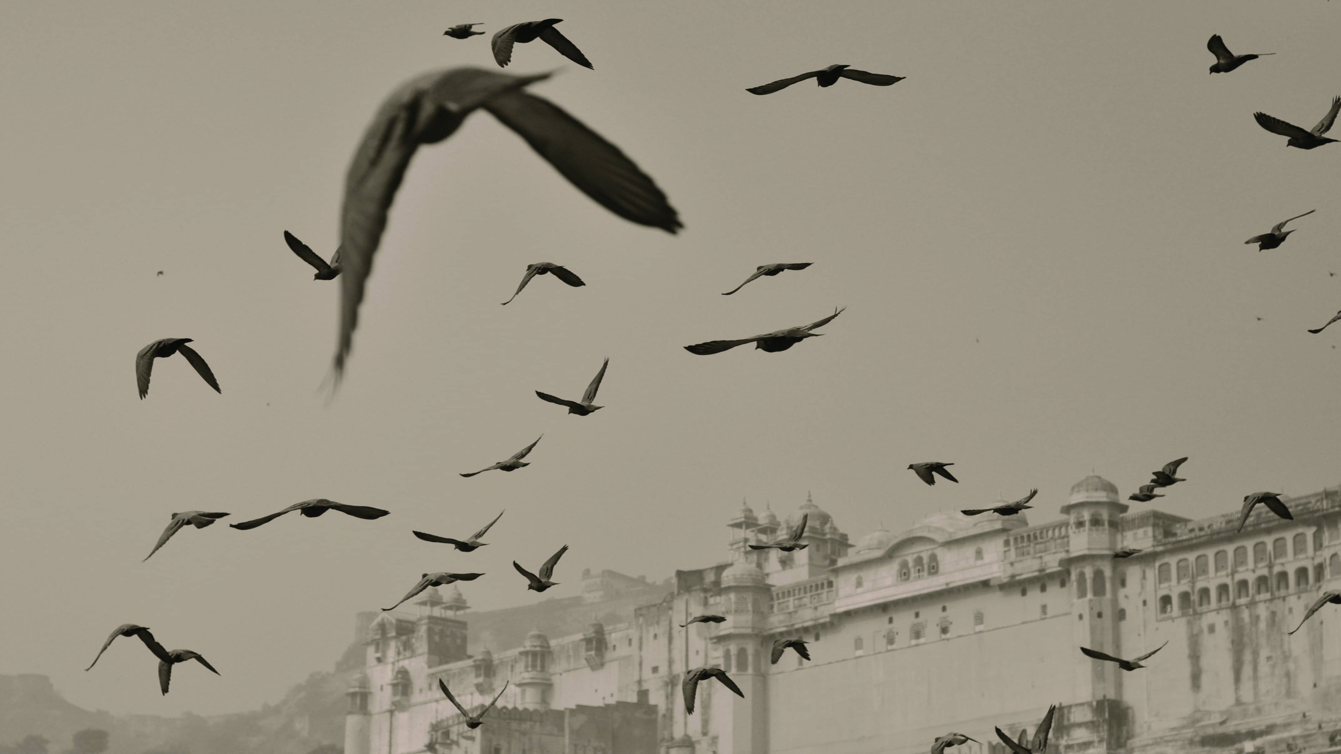 india, building exterior, flock of birds, seagull, animal wildlife, animal, 4K, flying, animal themes, animals in the wild, large group of animals, architecture, HD Wallpaper