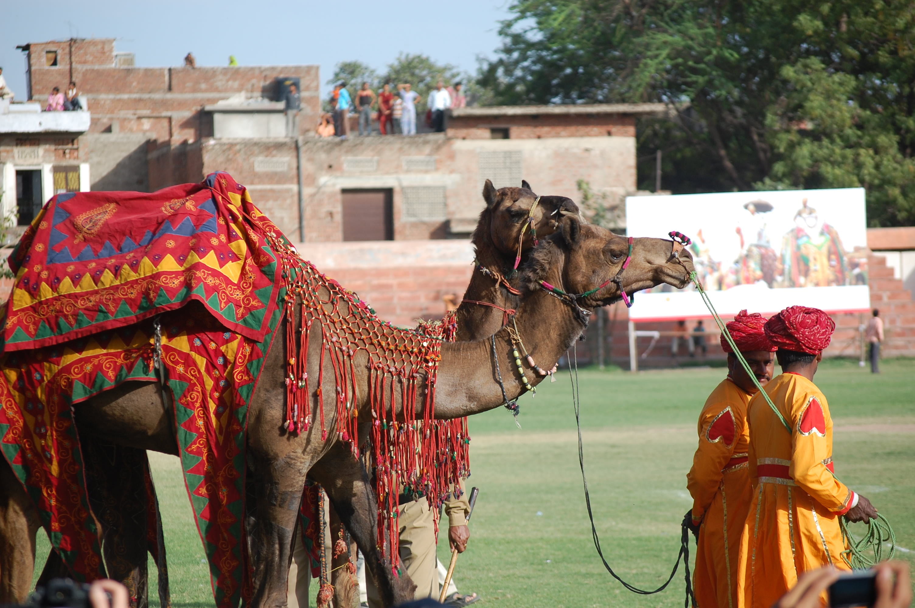 travel, animal, focus on foreground, india, amer, pets, domestic animals, day, clothing, animal themes, vertebrate, building exterior, camels, real people, HD Wallpaper