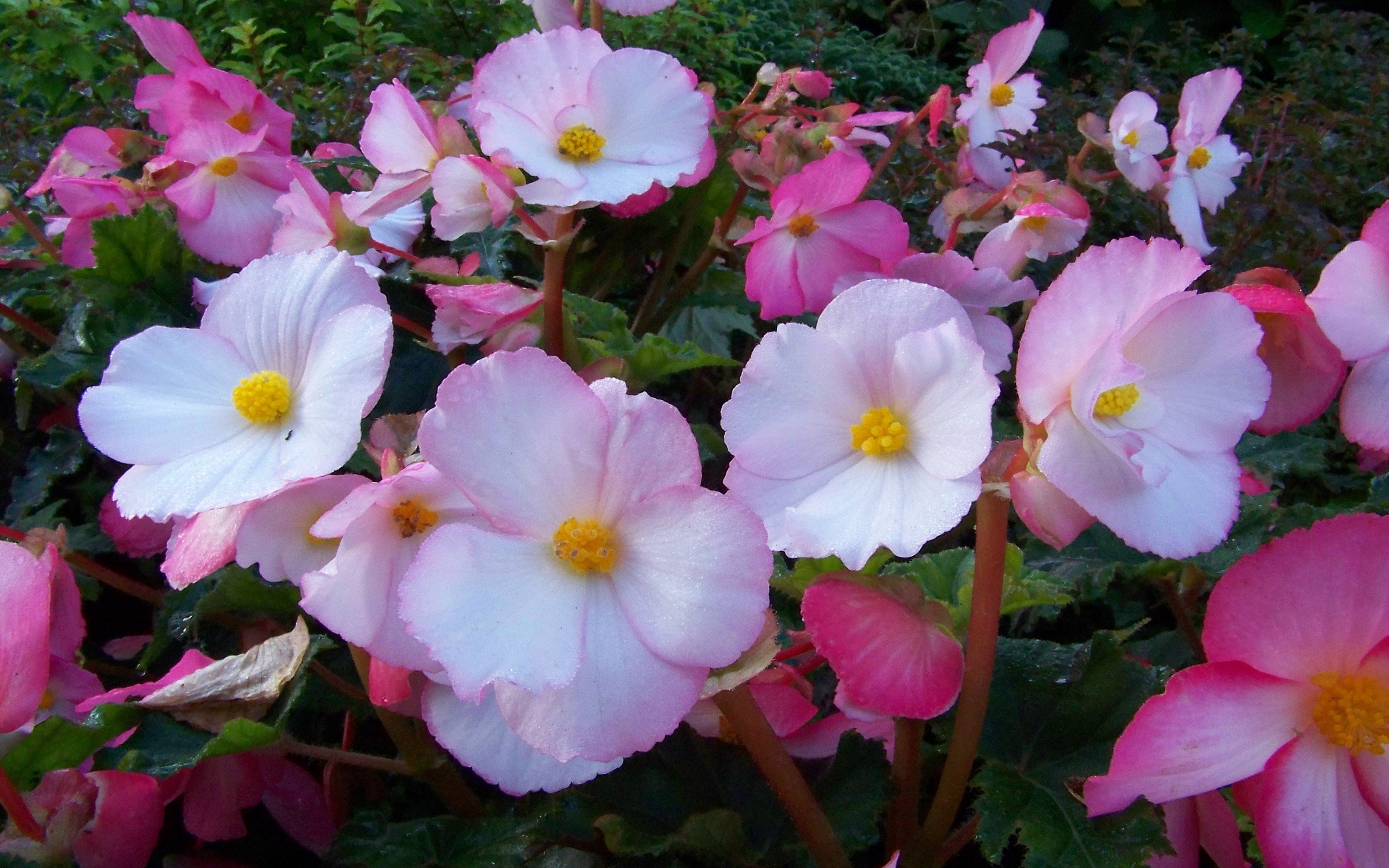 inflorescence, flowering, tablet, spring, plants, growth, pollen, day, plant, vulnerability, outdoors, begonia, decorative, beauty in nature, flowers, 4K, HD Wallpaper