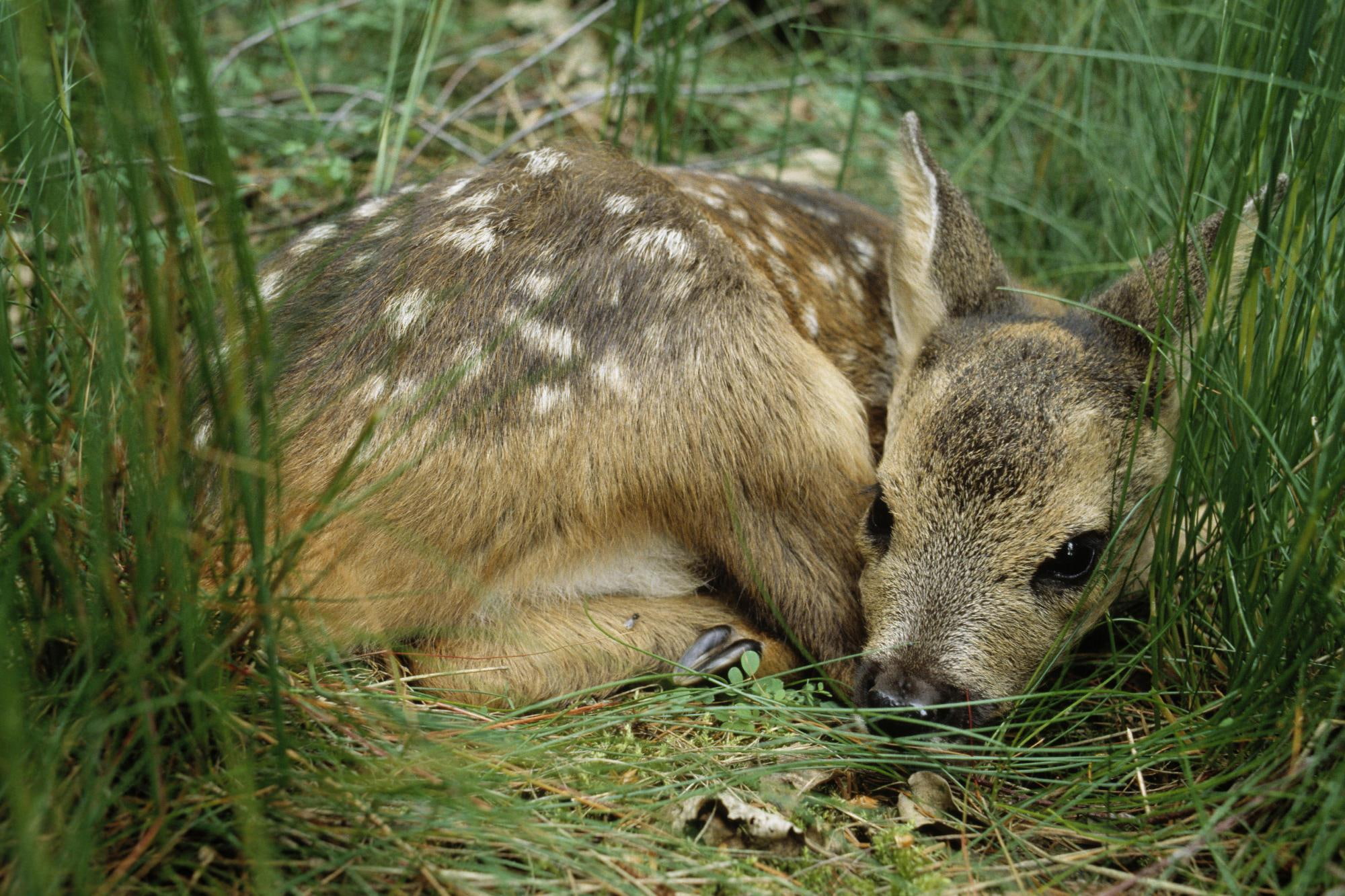 1080P, animals, brown, resting, spots, spotted, deer, animal, cute, young, grass, gentle, baby, creature, fawn, HD Wallpaper