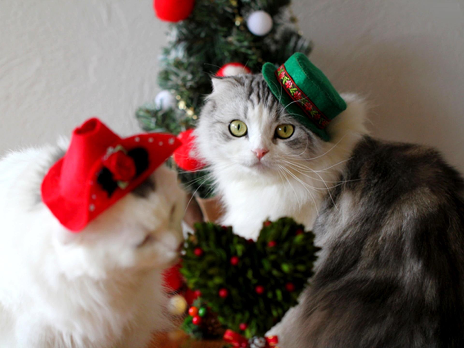 animals, couple, christmas, gentle, 1080P, cats, tree, HD Wallpaper
