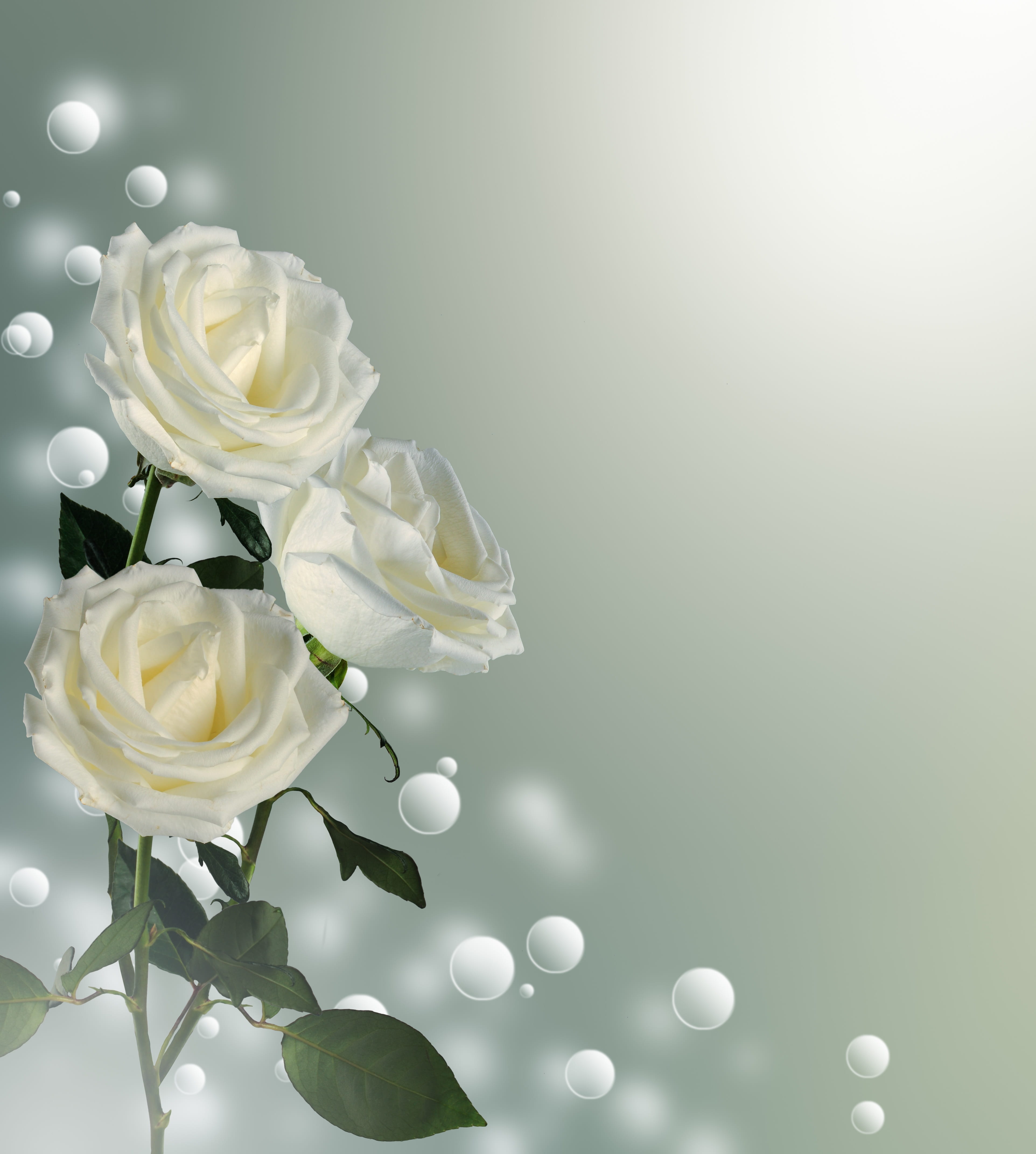 plant, flowers, postcard, rose - flower, flower head, 4K, white color, close-up, gentle, flowering plant, nature, inflorescence, white, growth, romance, Phone HD Wallpaper