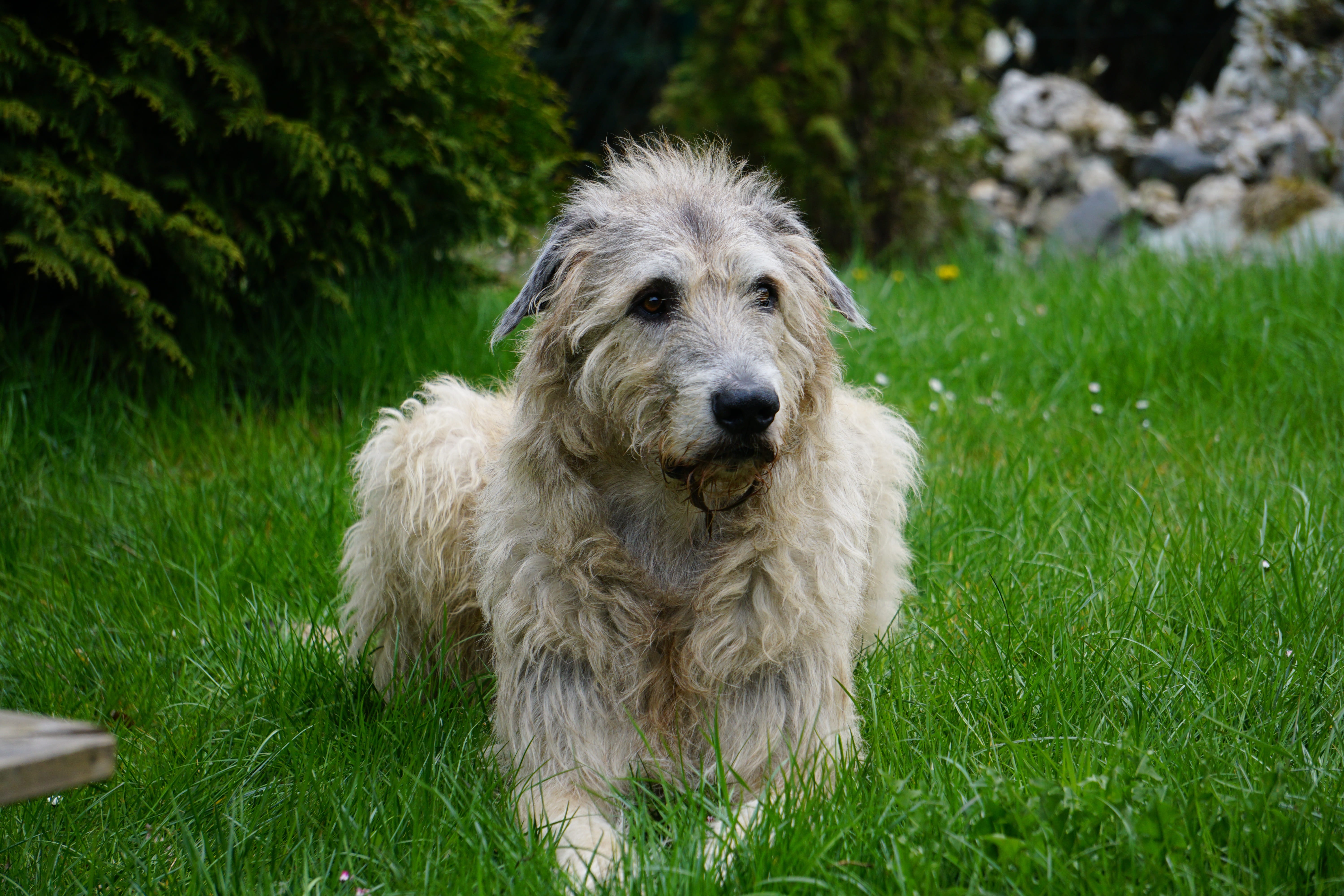 Dog, wildlife photography, looking at camera, plant, gentle giant, land, pets, wolfhound, green color, mammal, Irish Wolfhound, animal hair, vertebrate, HD Wallpaper