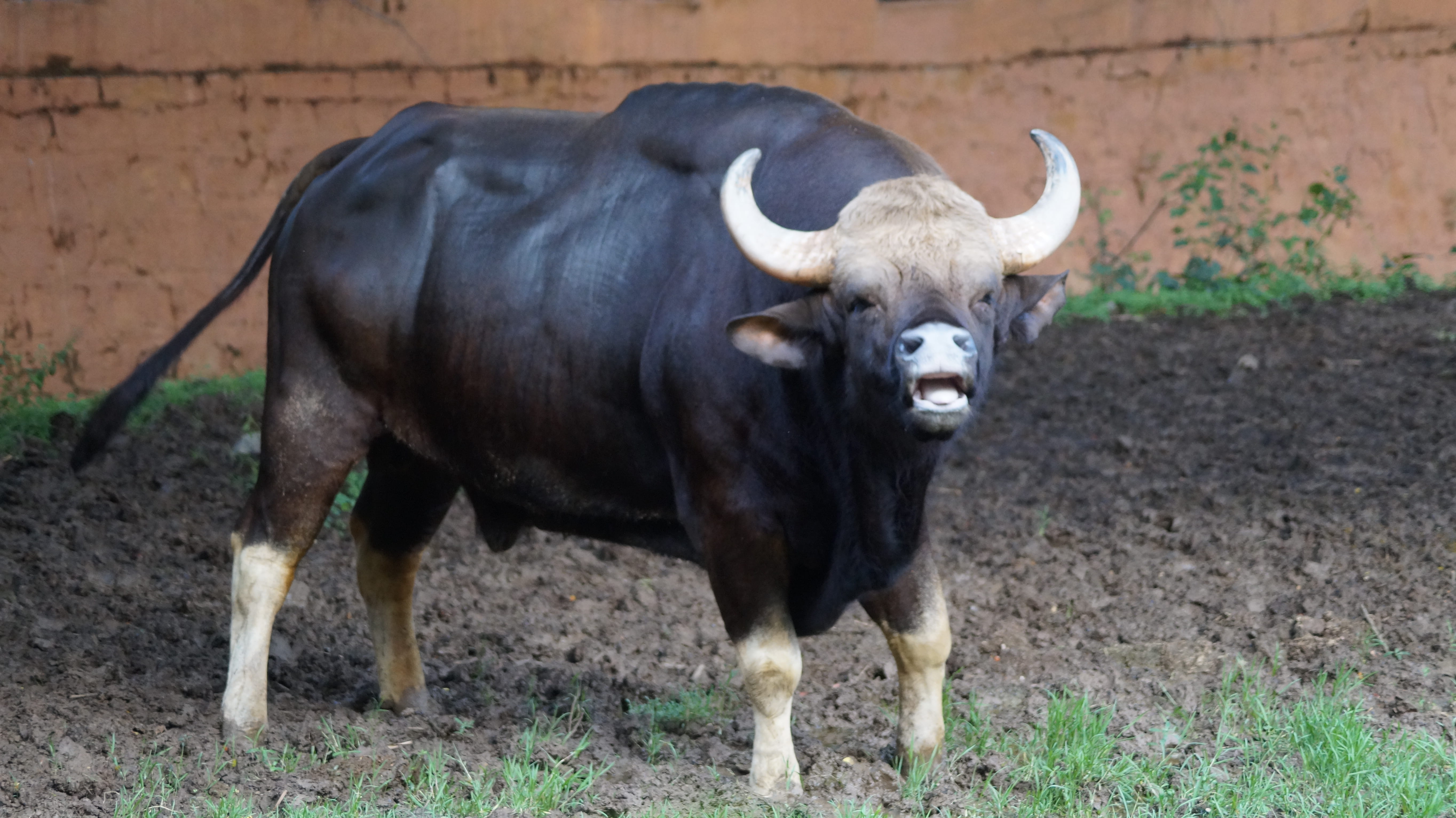cattle, zoo, one animal, focus on foreground, livestock, field, roaring, herbivorous, india, horned, photography, no people, mysuru, pets, animal, domestic animals, HD Wallpaper