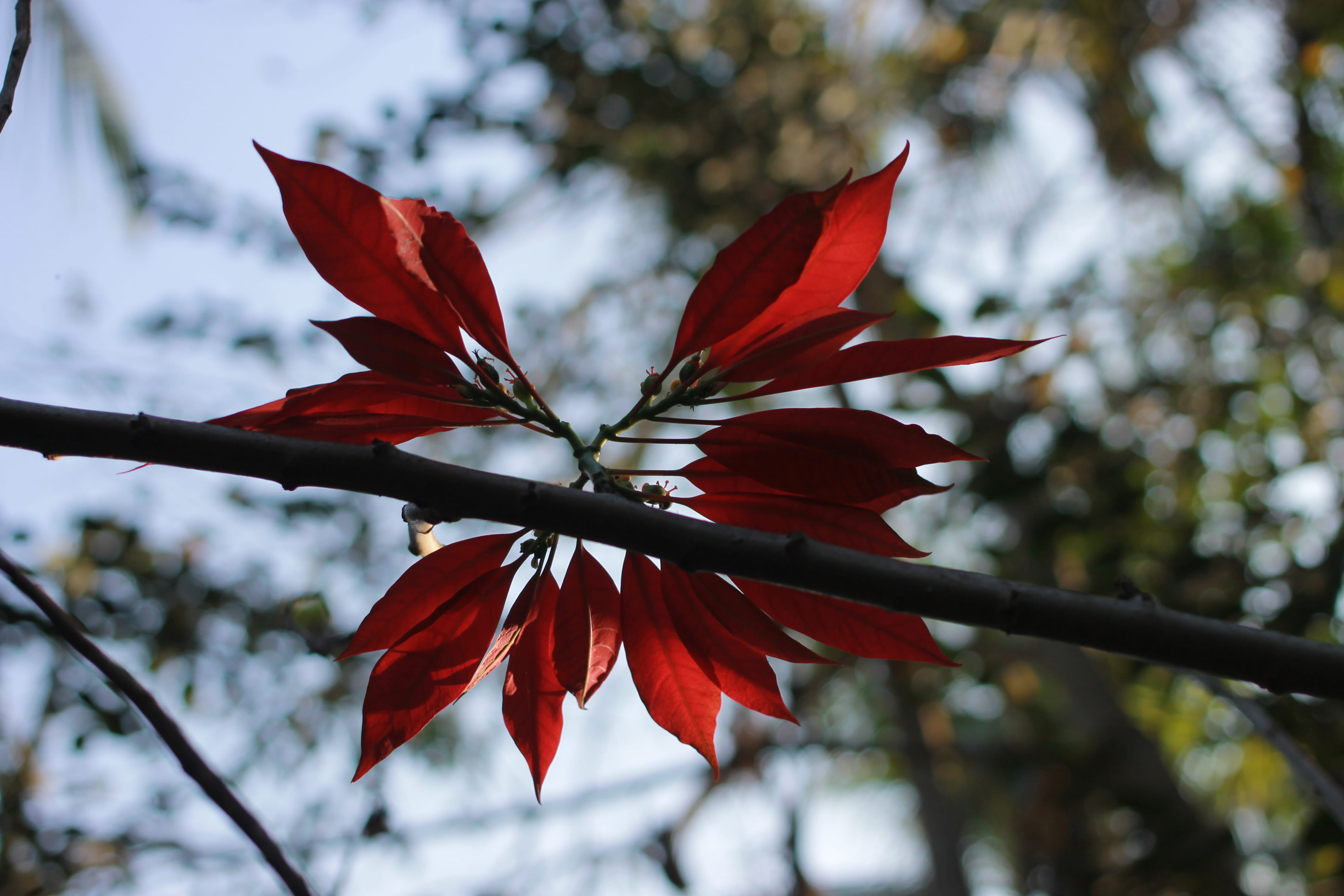 mysuru, change, close-up, flower head, tree, plants, growth, flower, 4K, leaves, plant part, flowering plant, focus on foreground, leaf, no people, beauty in nature, HD Wallpaper