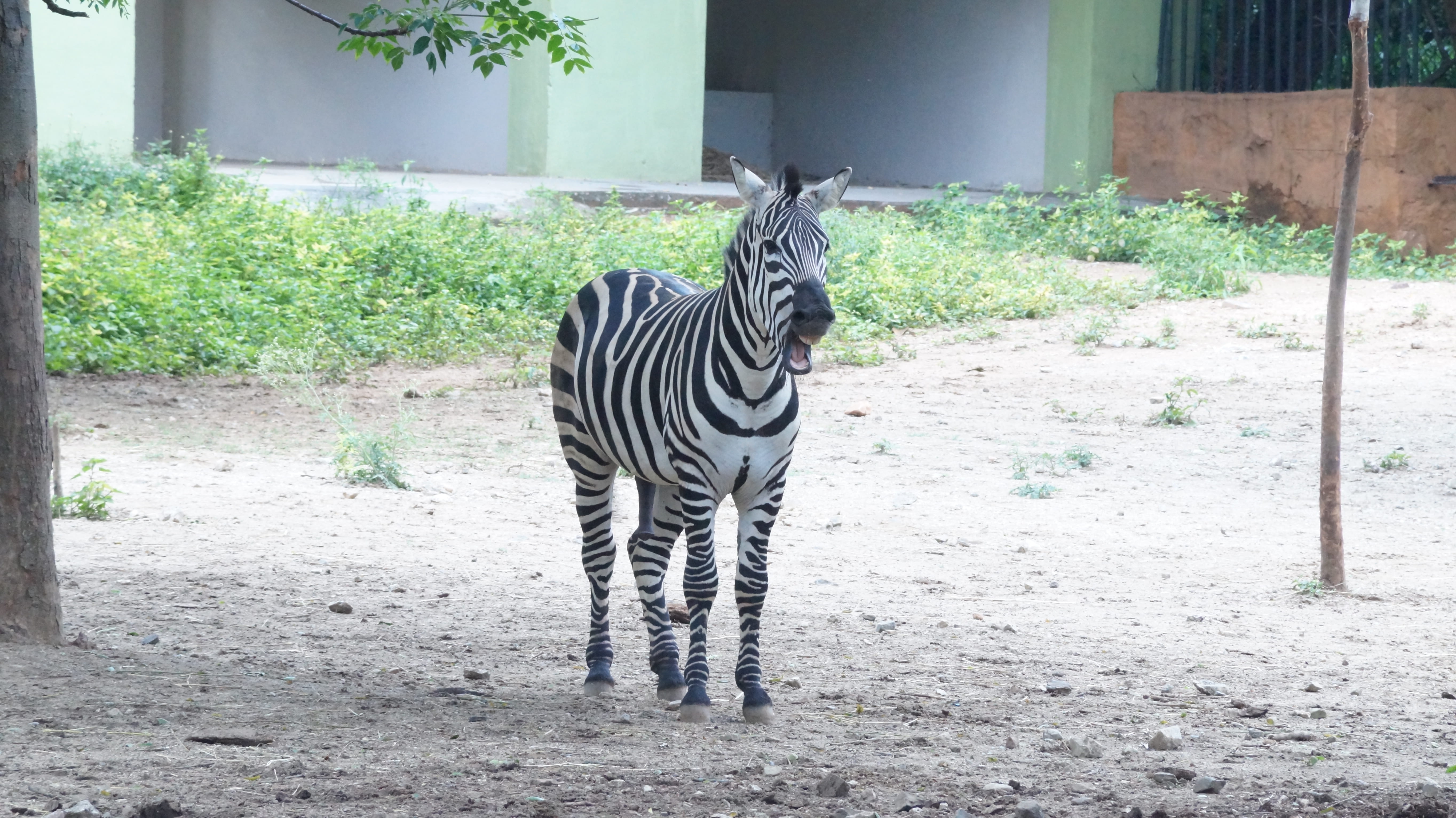 standing, animal, domestic animals, animal markings, zoo, vertebrate, patterns, striped, pets, saveanimals, plant, cute, animal wildlife, india, herbivorous, HD Wallpaper