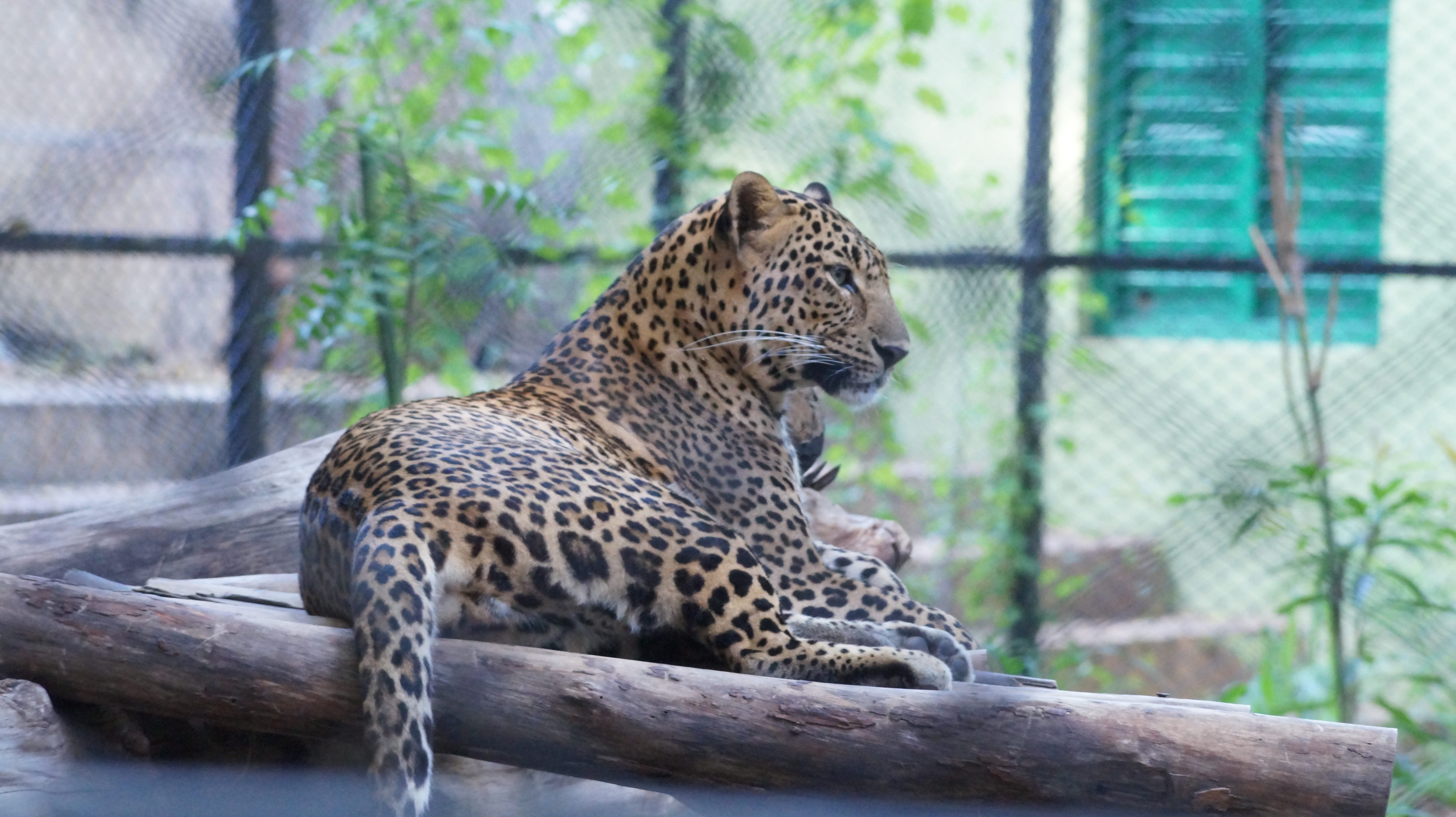 no people, animal themes, photo, one animal, india, cat, focus on foreground, vertebrate, animals in captivity, tree, photography, animal, animals in the wild, HD Wallpaper