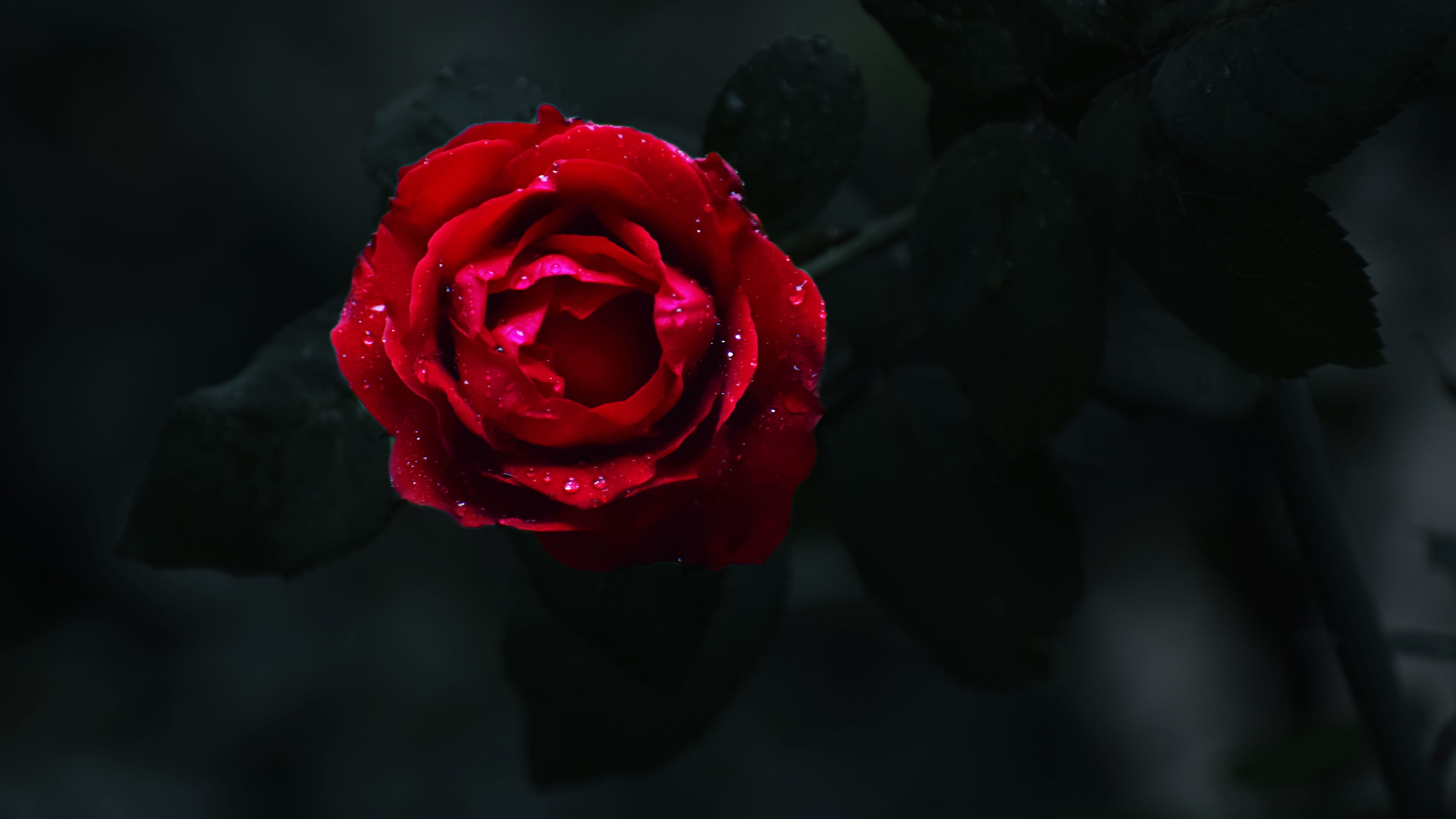 flowering plant, beauty in nature, selective focus, petal, flower, 4K, vulnerability, rose, flower head, no people, focus on foreground, nature, outdoors, HD Wallpaper