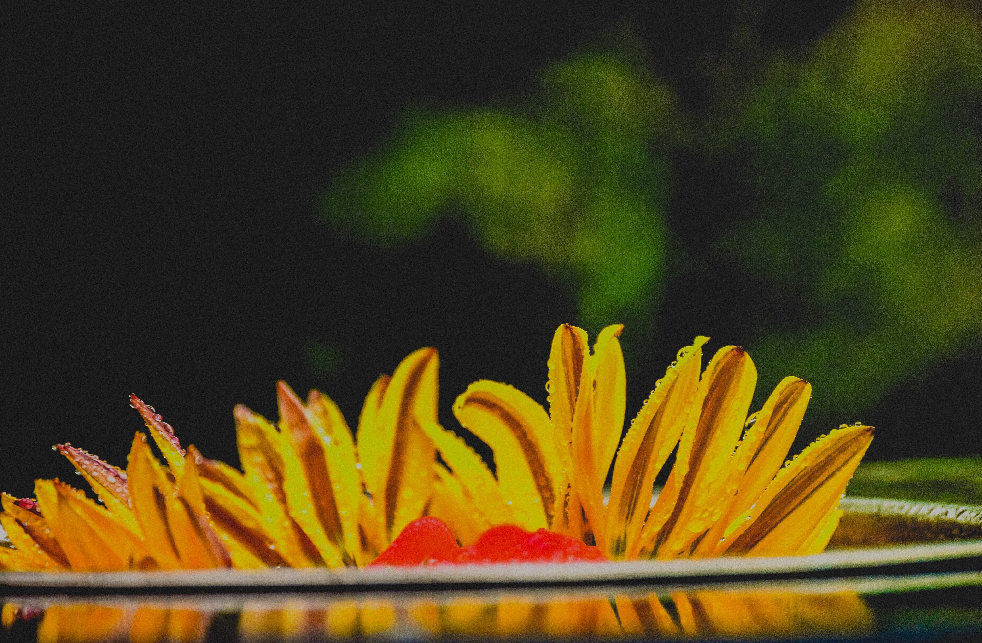 vulnerability, beauty in nature, inflorescence, green color, petal, selective focus, focus on foreground, flower head, outdoors, close-up, growth, yellow, HD Wallpaper
