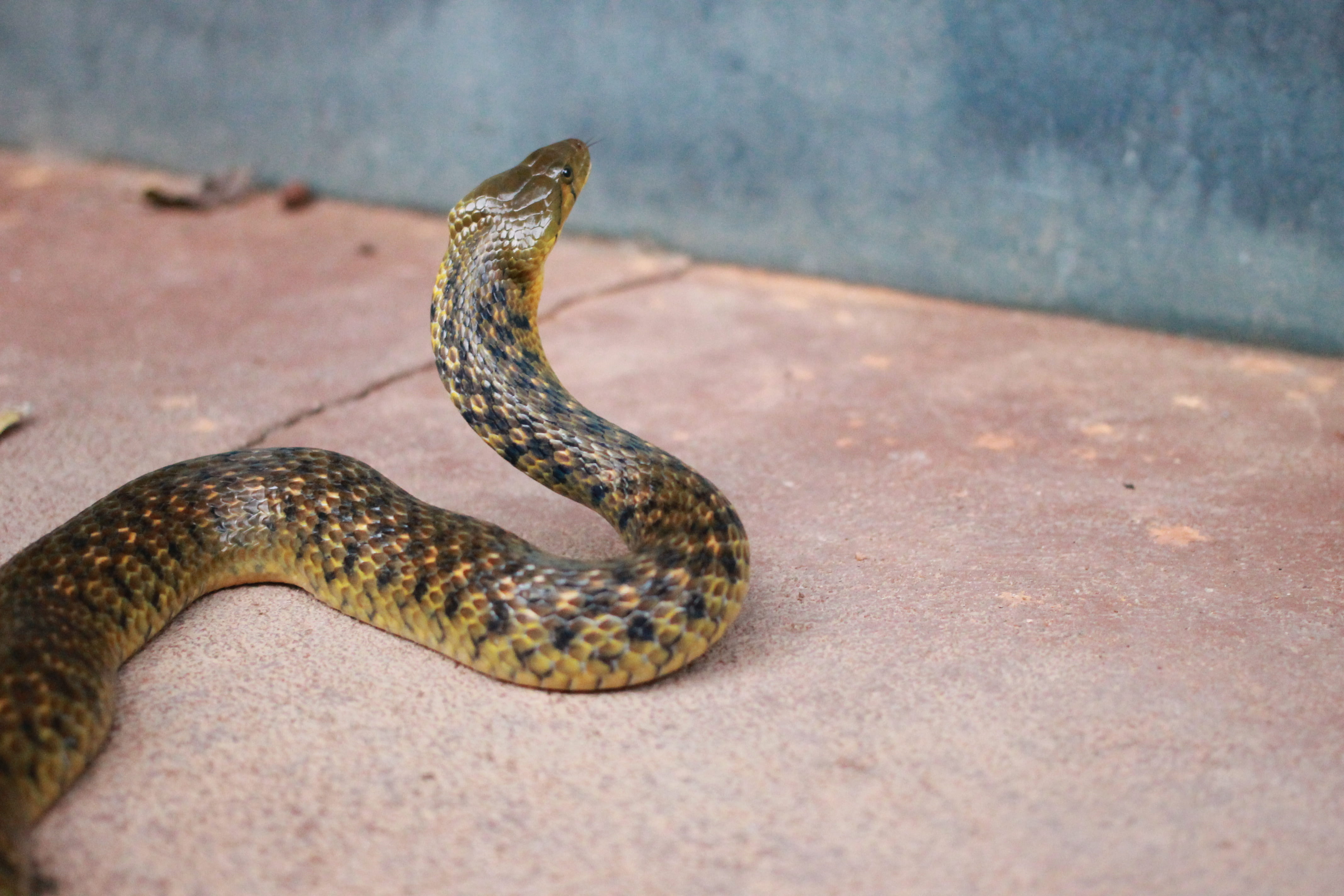 one animal, black, wildlife, snake, animal themes, warning sign, animal, india, close-up, outdoors, land, environment, animal wildlife, poisonous, mysuru, HD Wallpaper