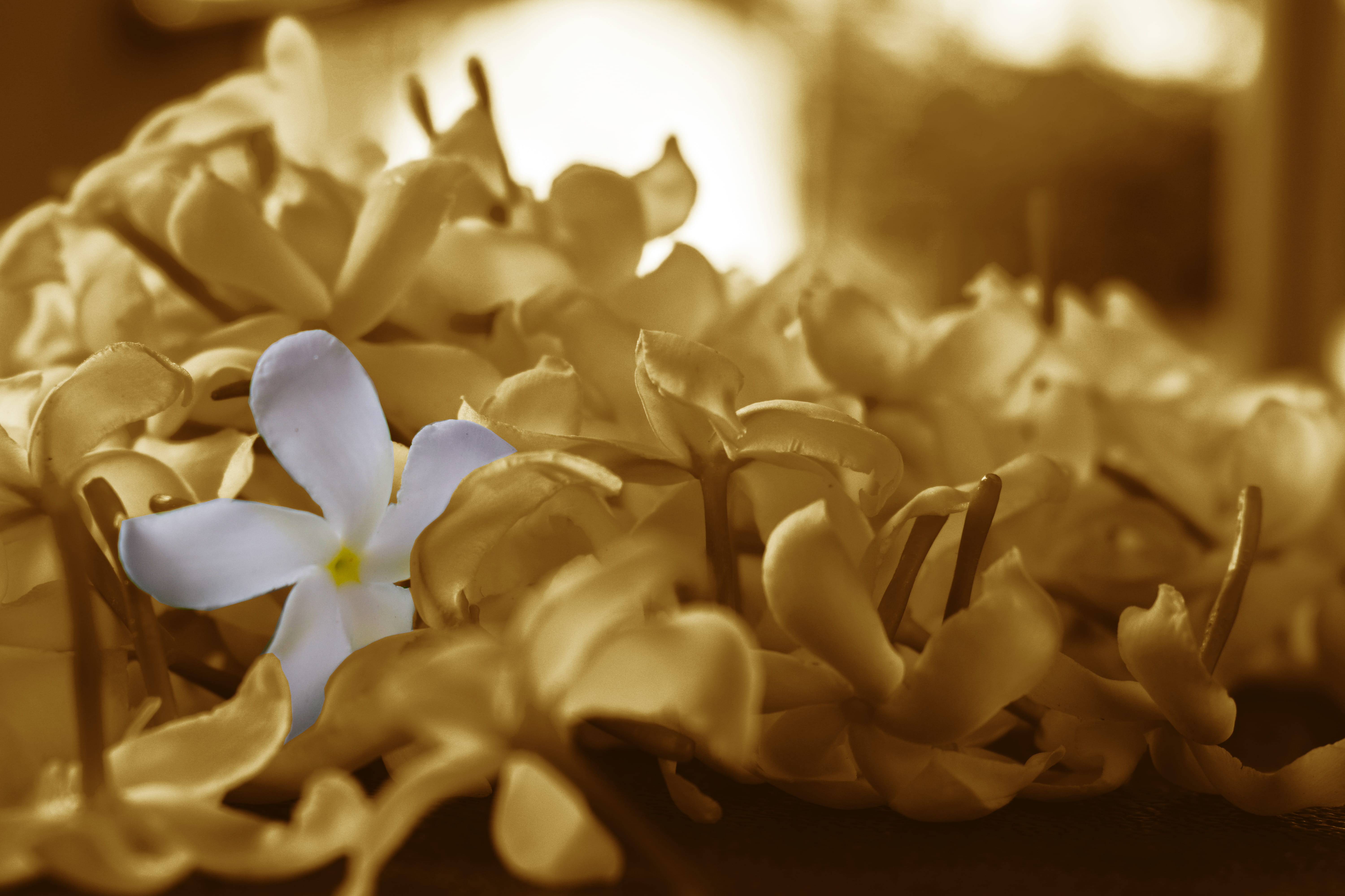 india, mysuru, beauty in nature, petal, flower, plant, food and drink, selective focus, 5K, inflorescence, flowering plant, growth, indoors, vulnerability, HD Wallpaper